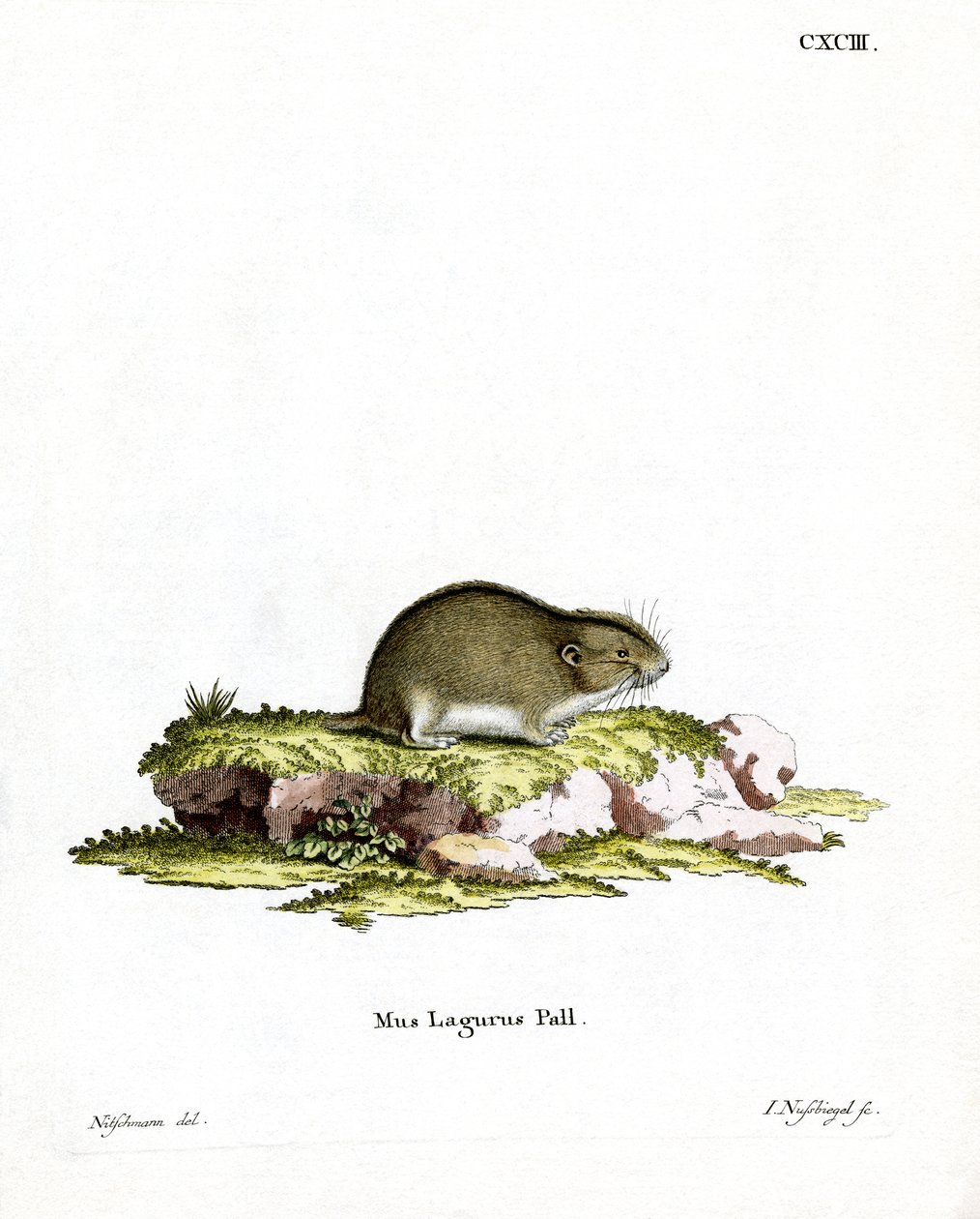 Steppe Lemming by German School