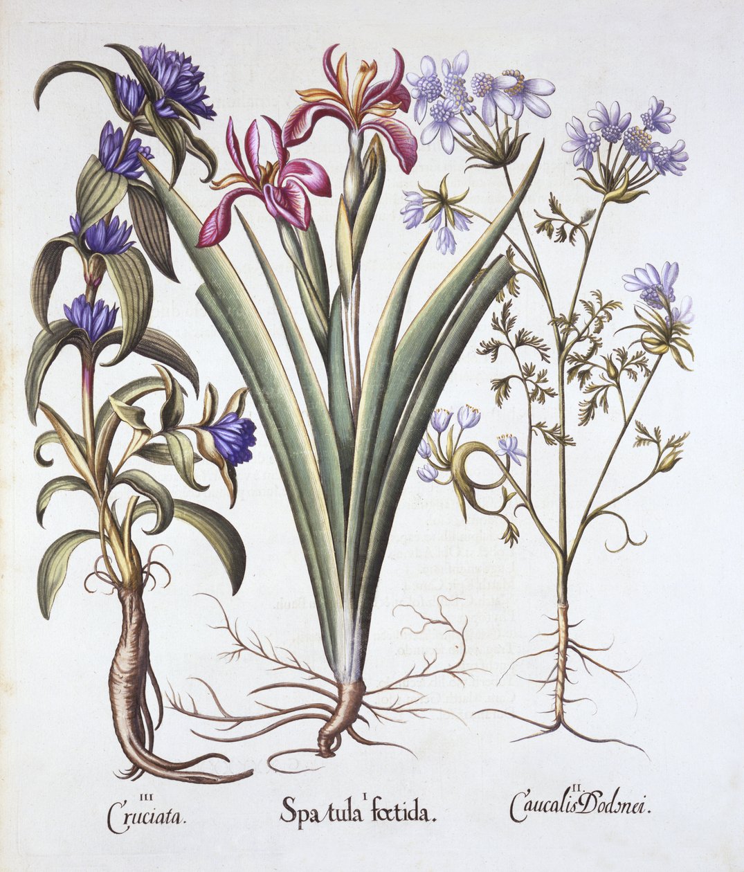 Stinking Iris, Orlaya, and Crosswort Gentian, from Hortus Eystettensis by German School