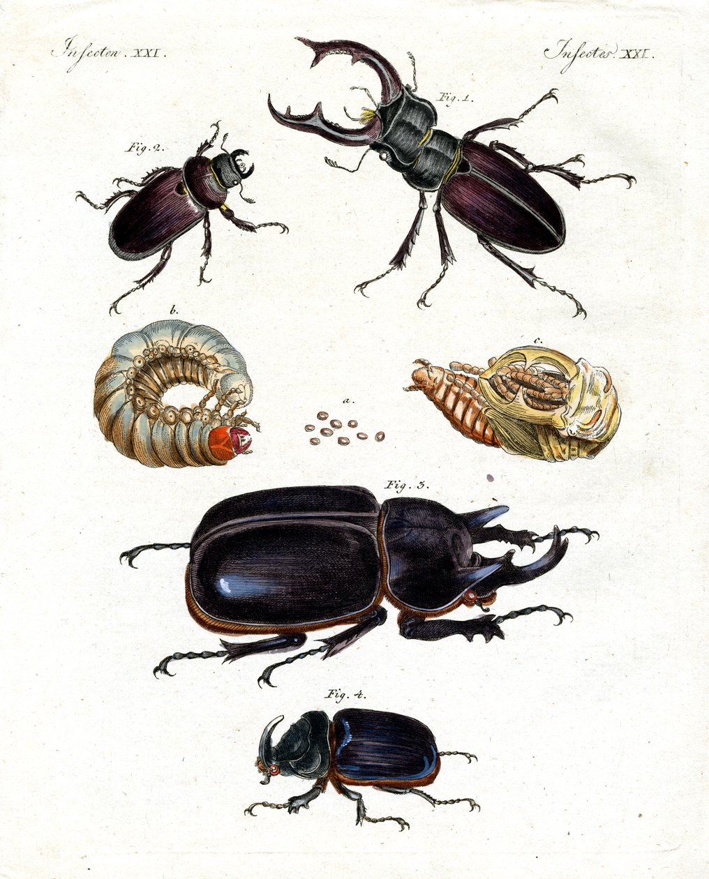 Strange Beetles by German School