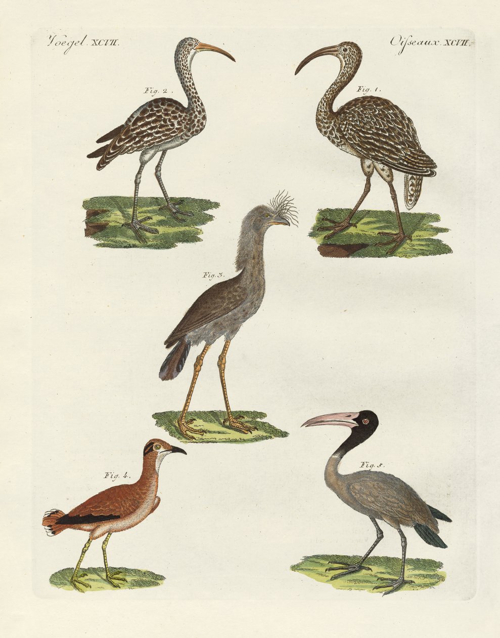 Strange Birds by German School
