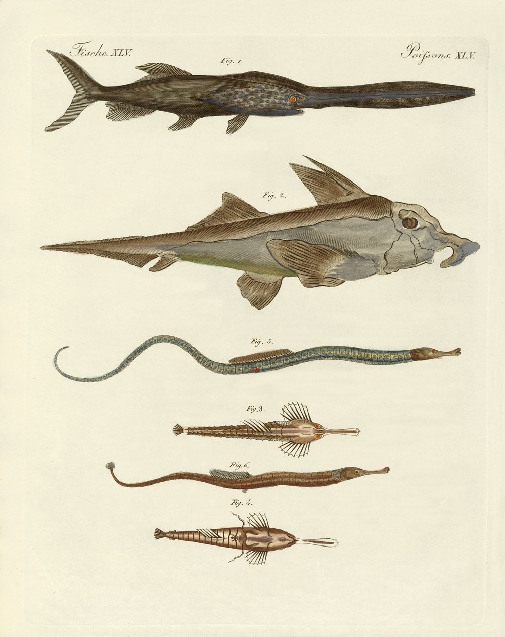Strange Cartilaginous Fish by German School