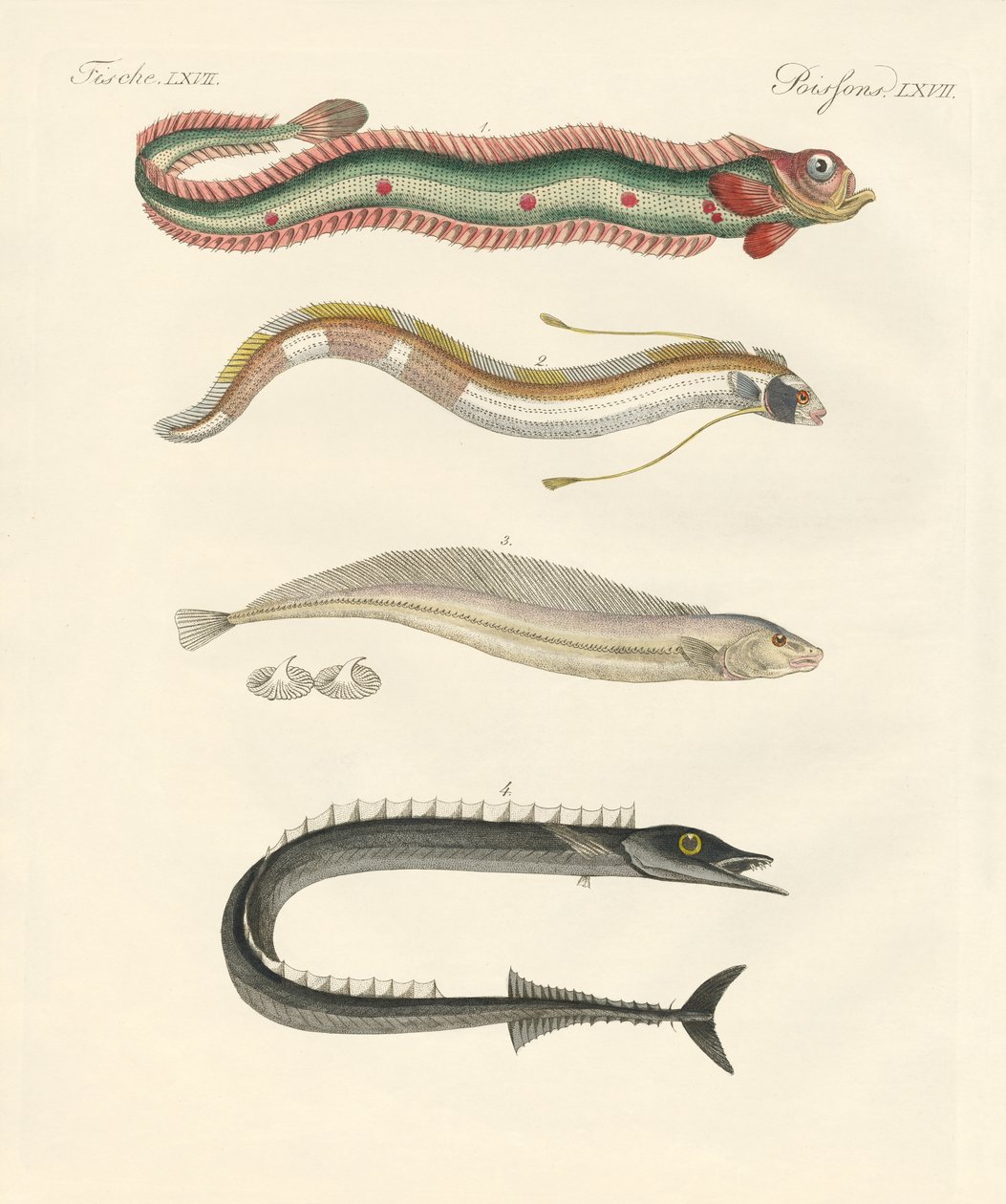Strange fish by German School