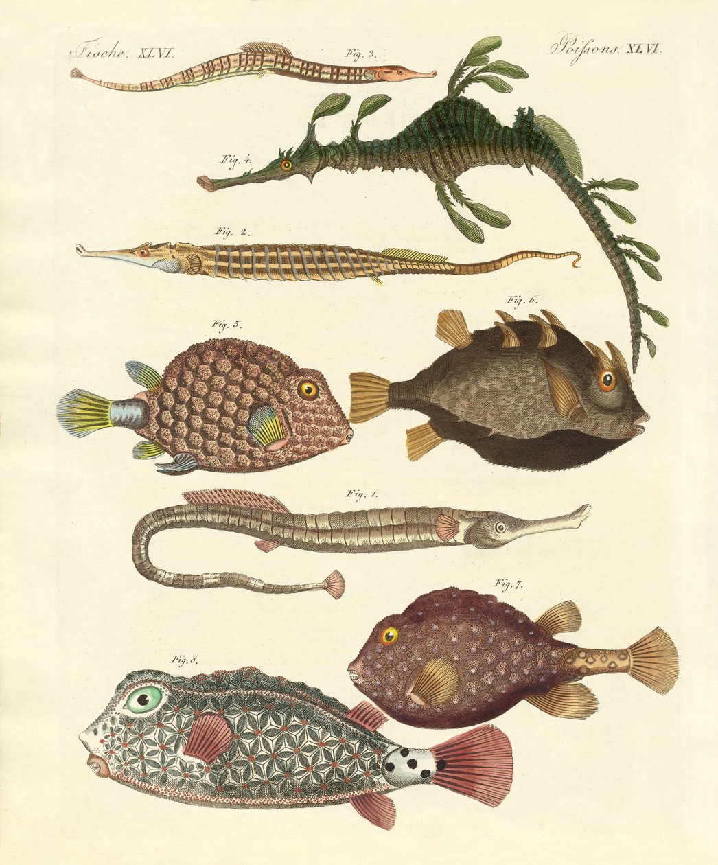 Strange Fish by German School: Premium art reproduction