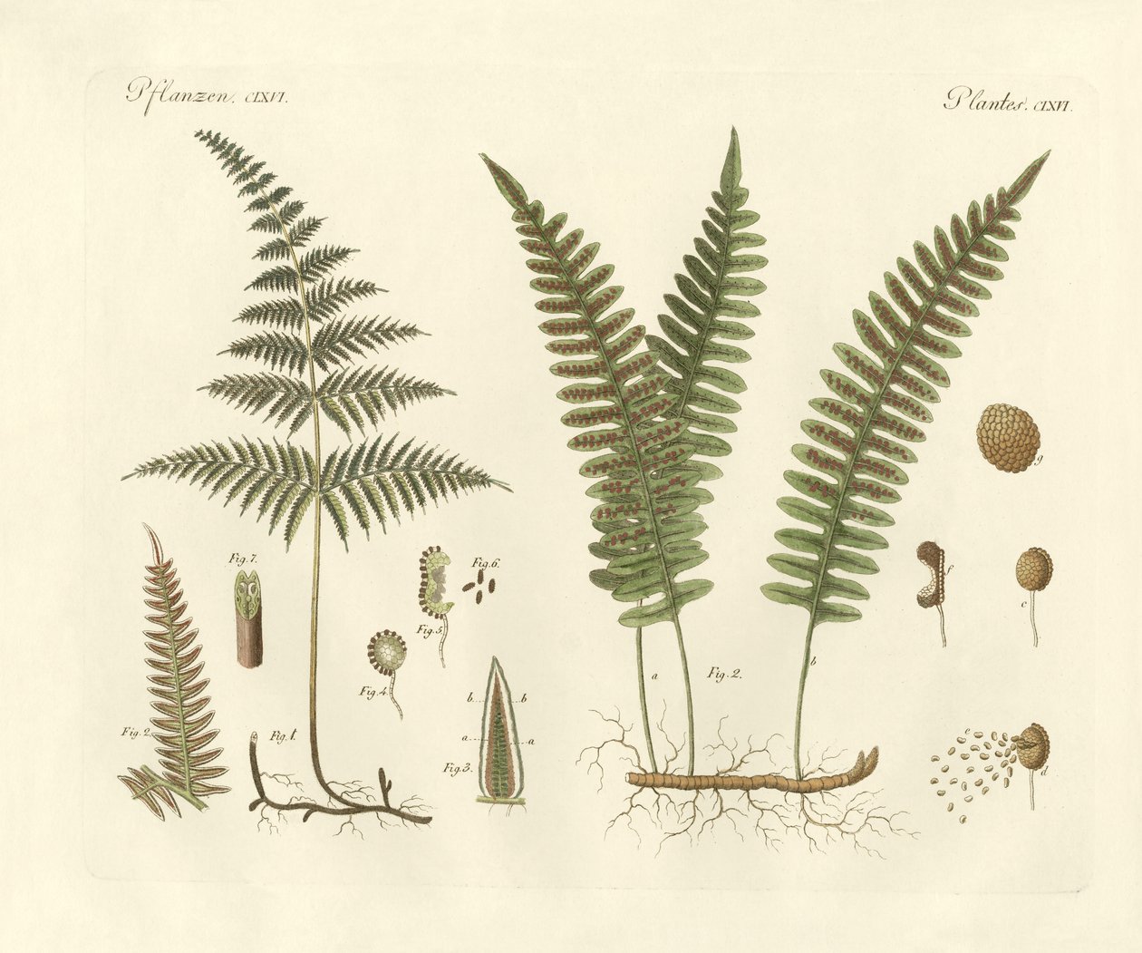 Strange grasses by German School