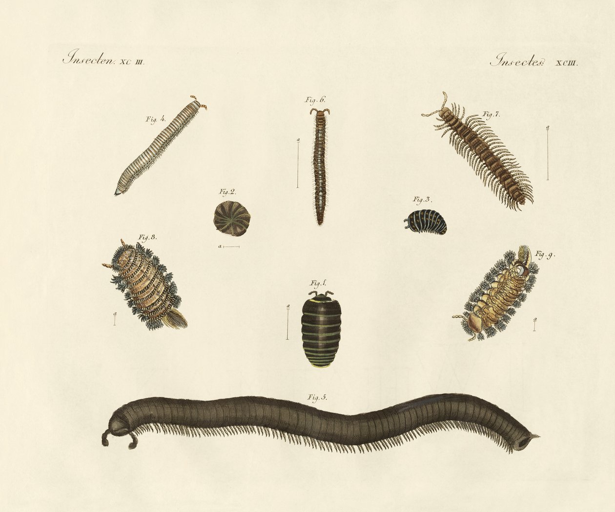 Strange insects by German School