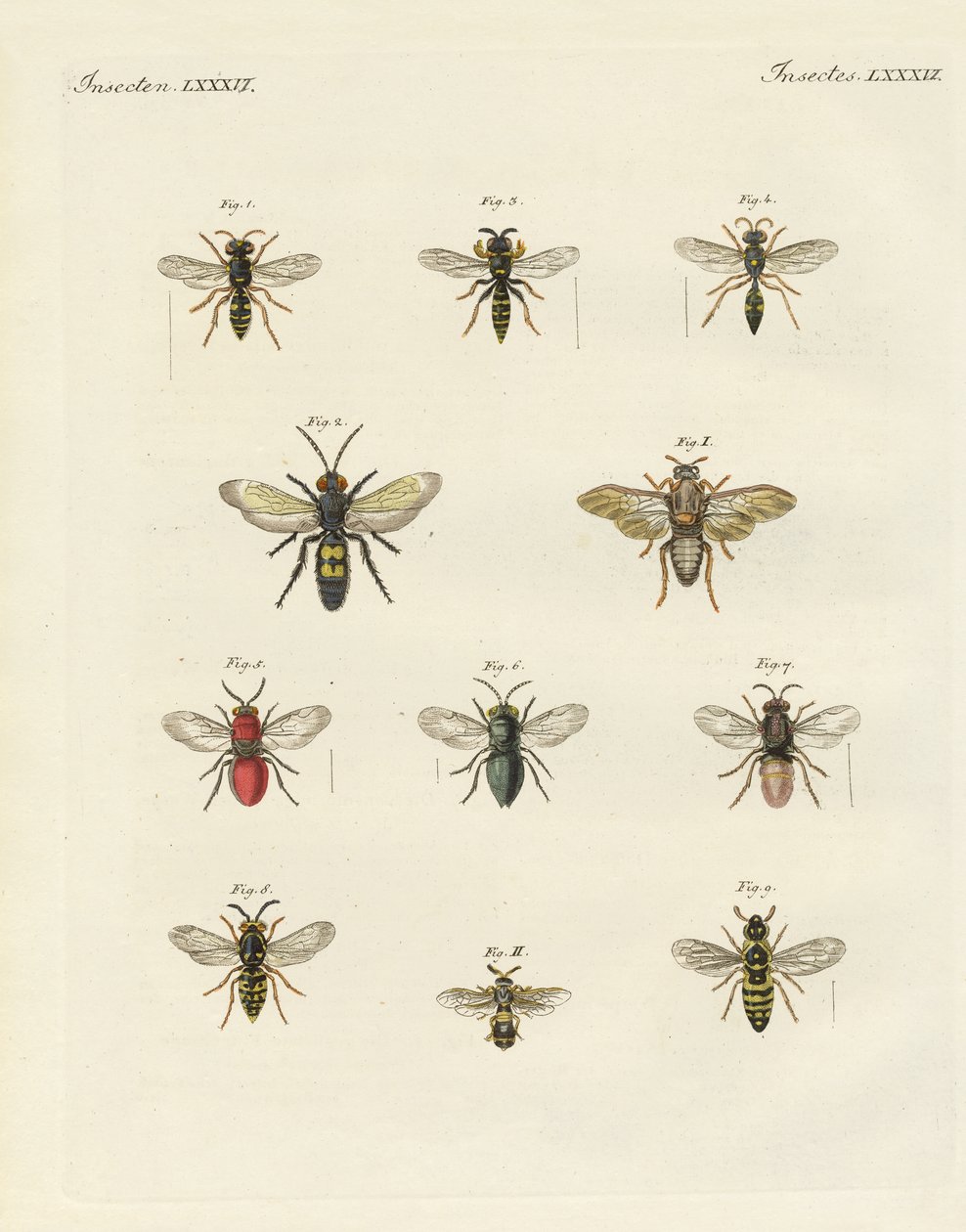Strange insects by German School