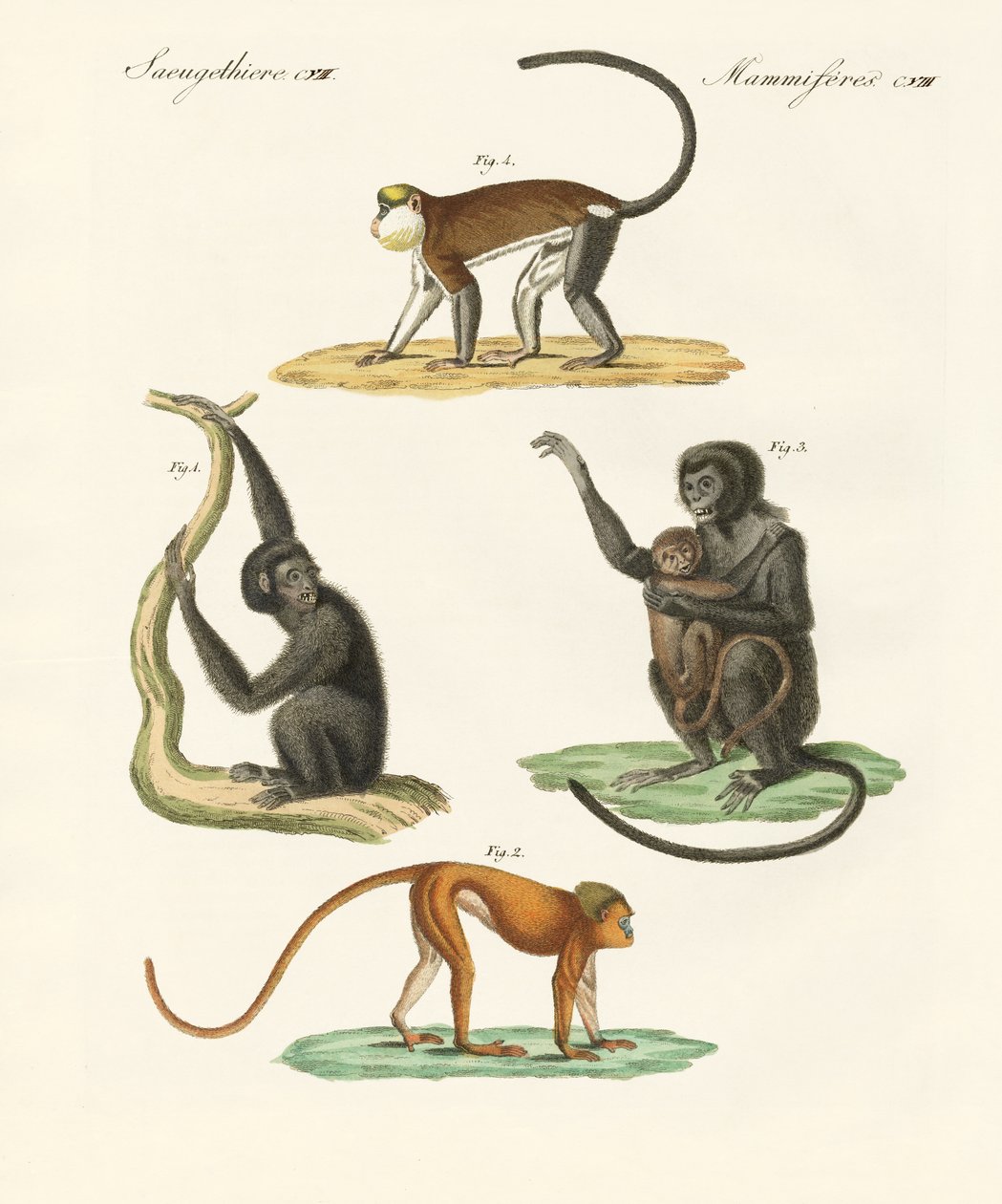 Strange monkeys by German School