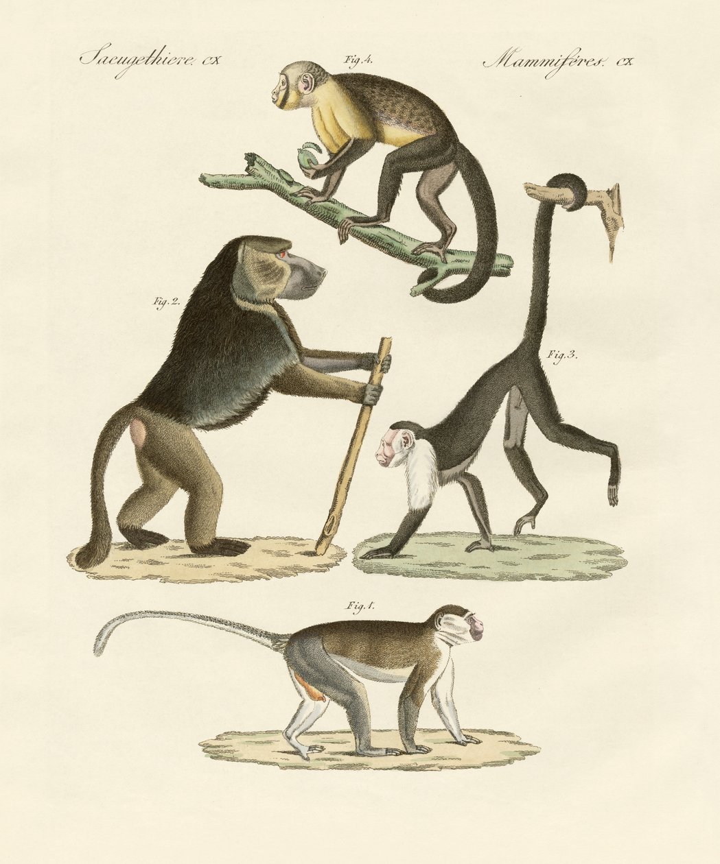 Strange Monkeys by German School