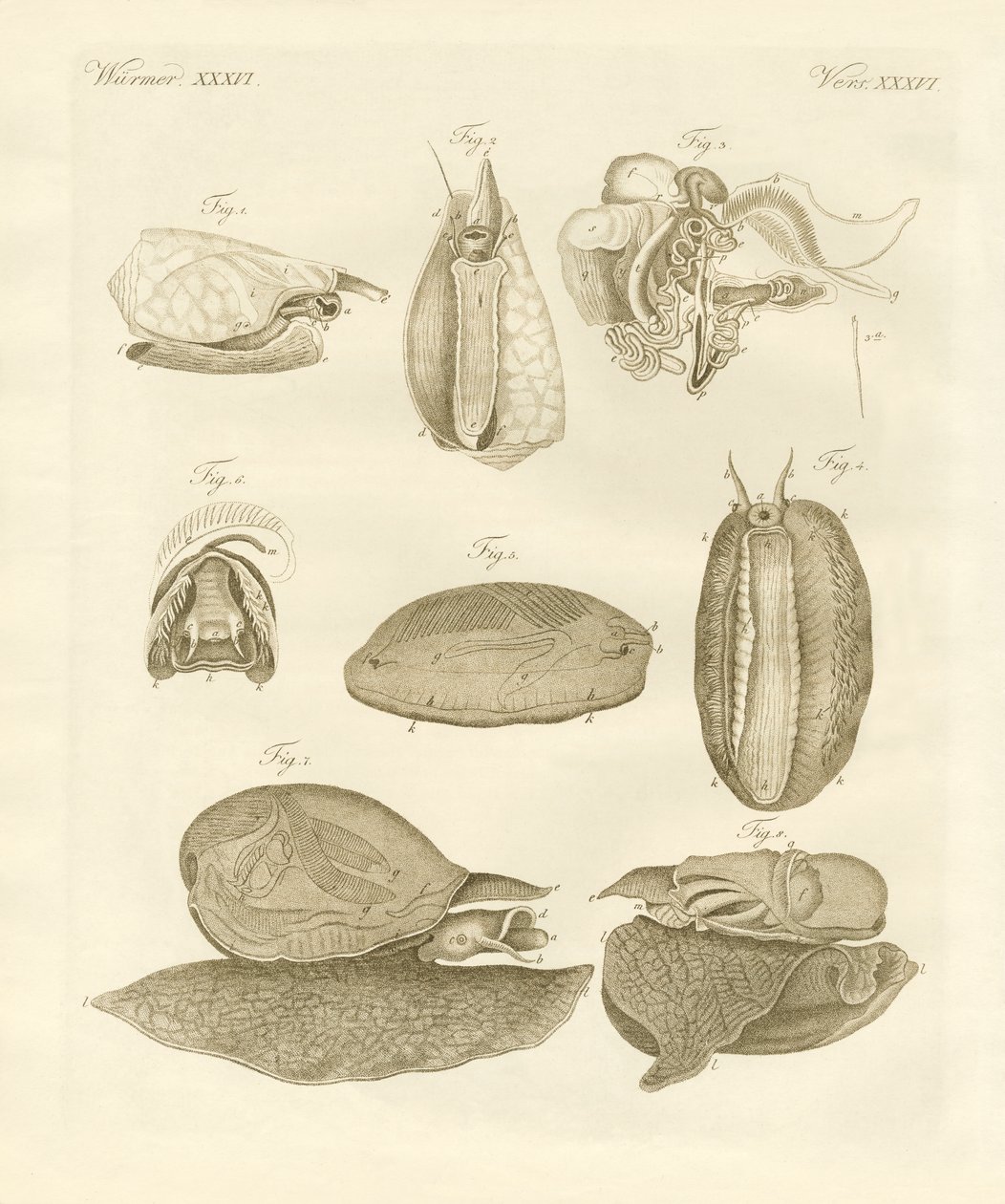 Strange Sea-Snails by German School