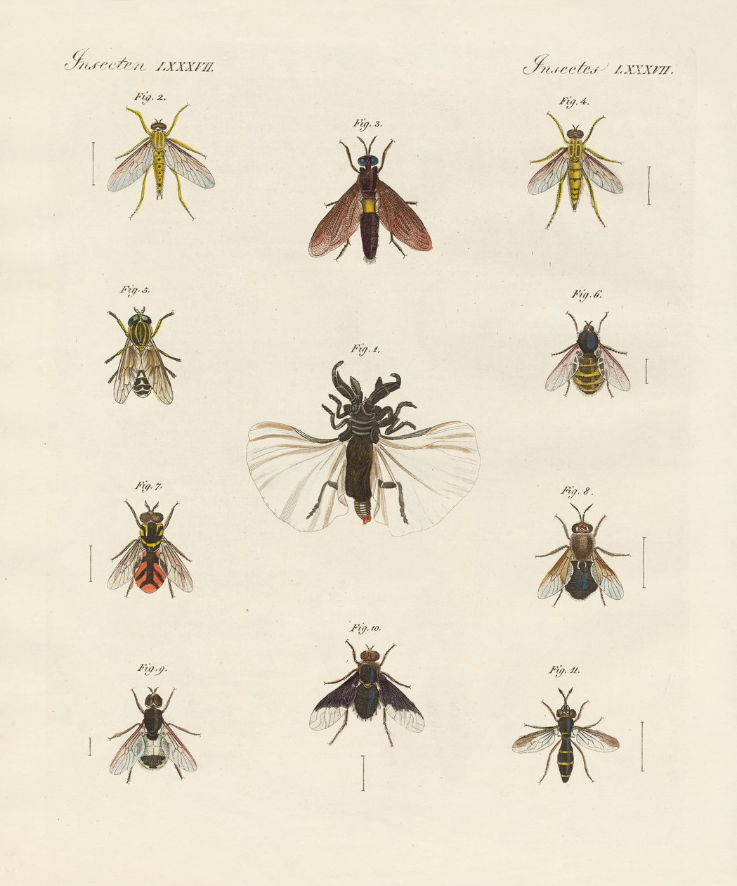 Examples Of Insects With Wings