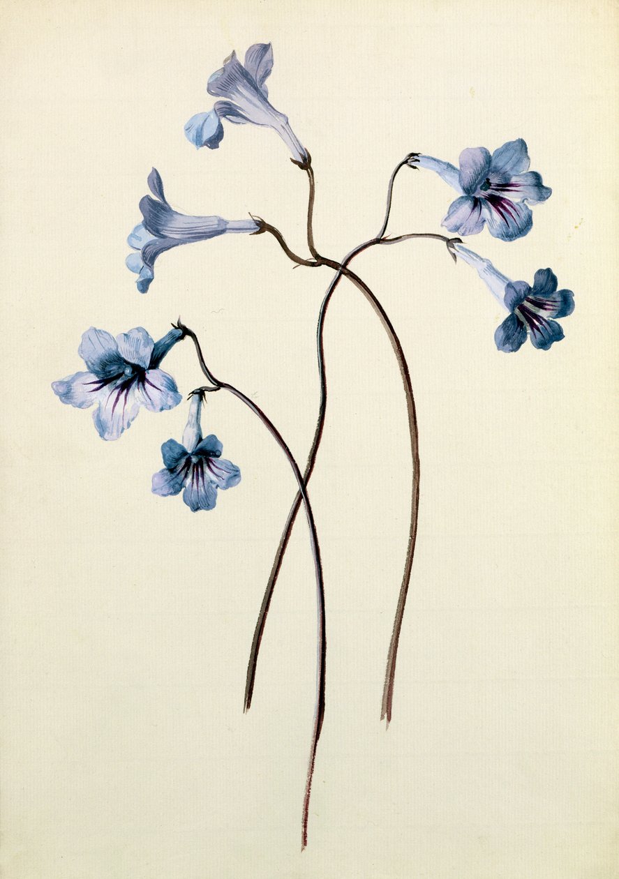 Streptocarpus, c.1790 by German School