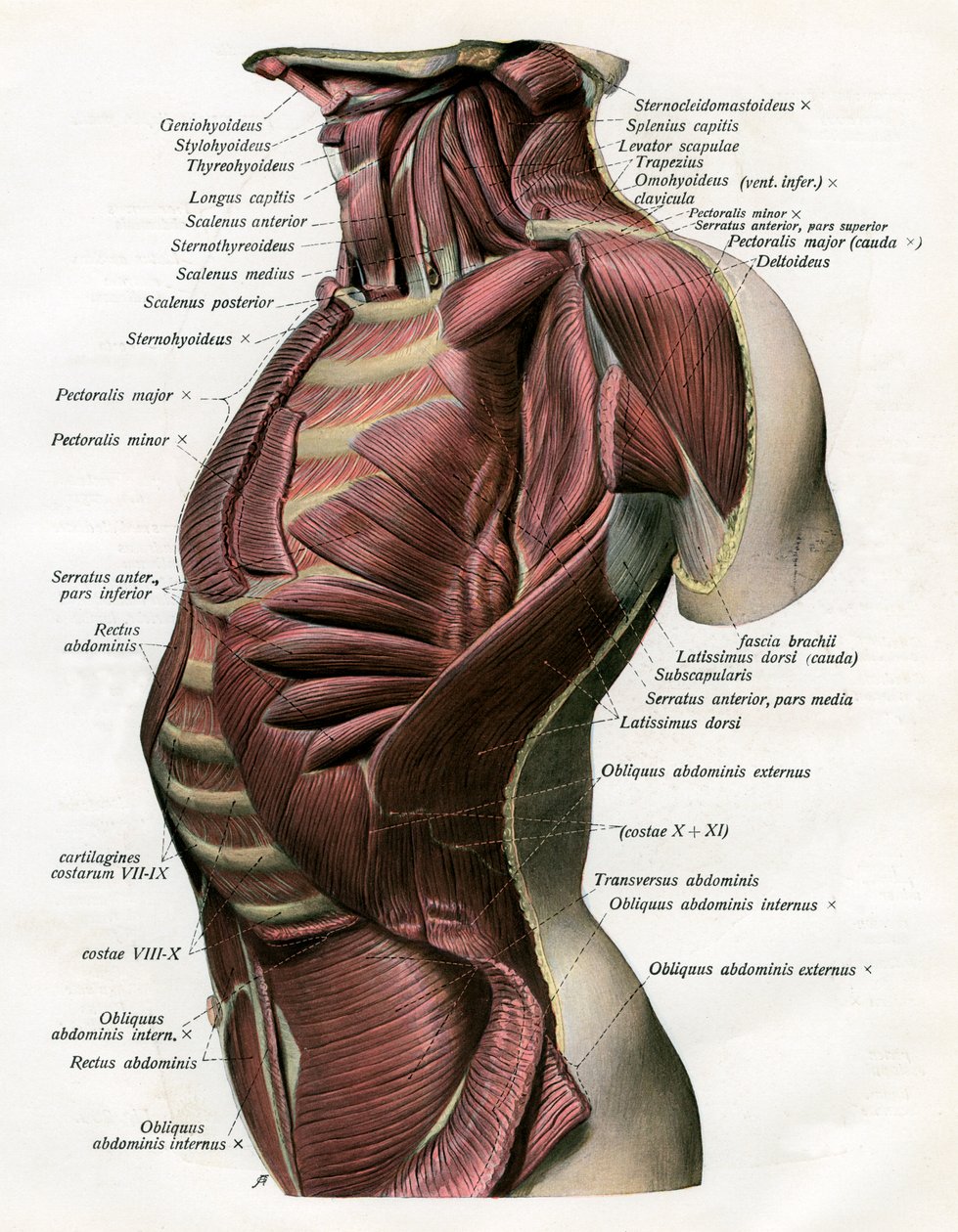 Study of the Muscles of the Human Torso and Neck by German School