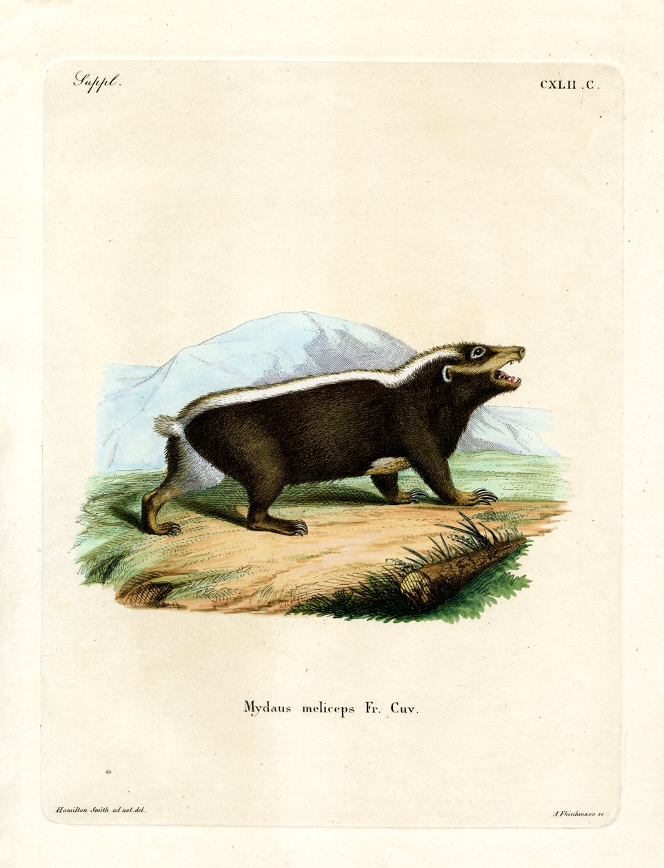 Sunda Stink Badger by German School