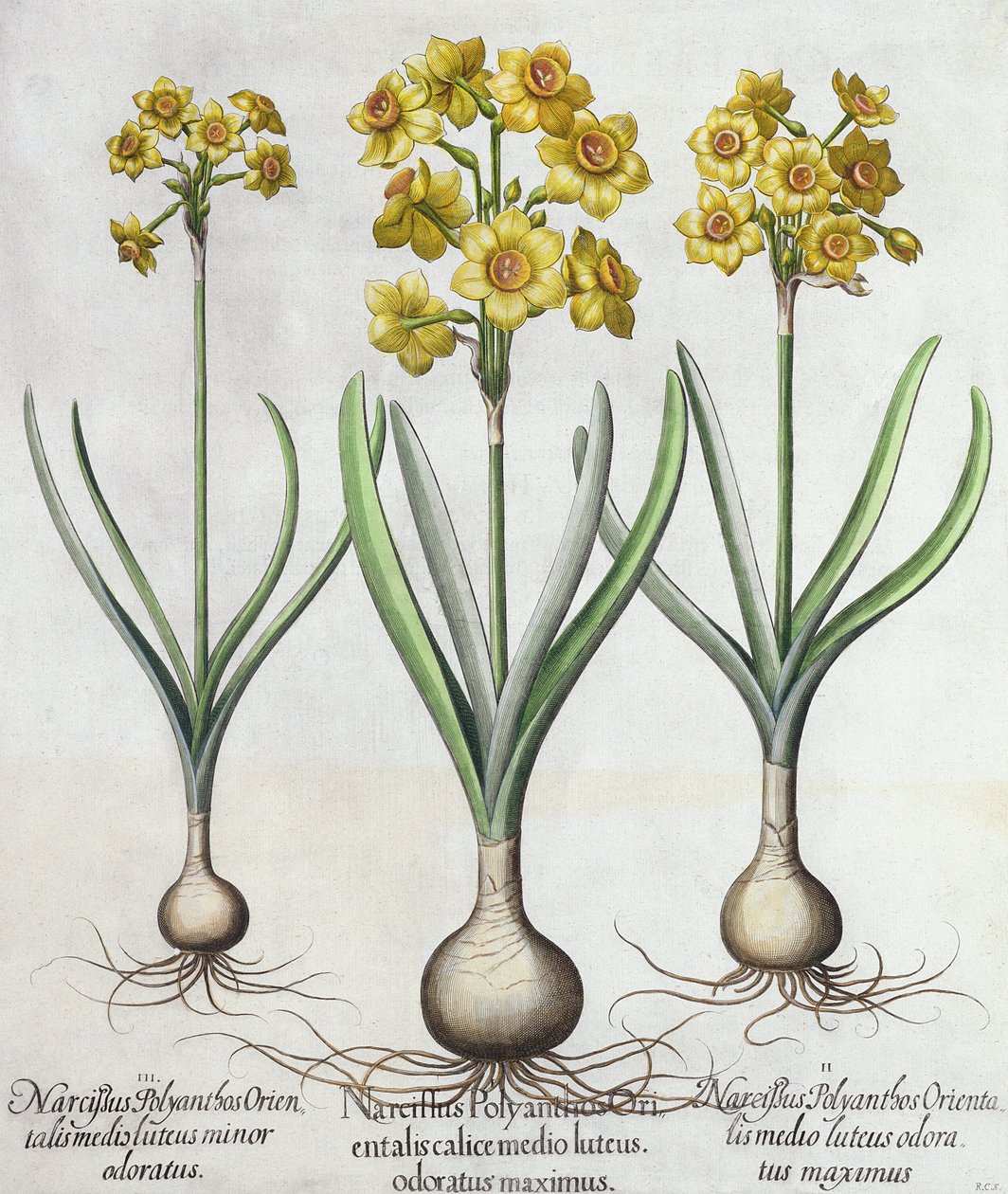 Tazetta Narcissi, from the Hortus Eystettensis by Basil Besler, pub. 1613 by German School