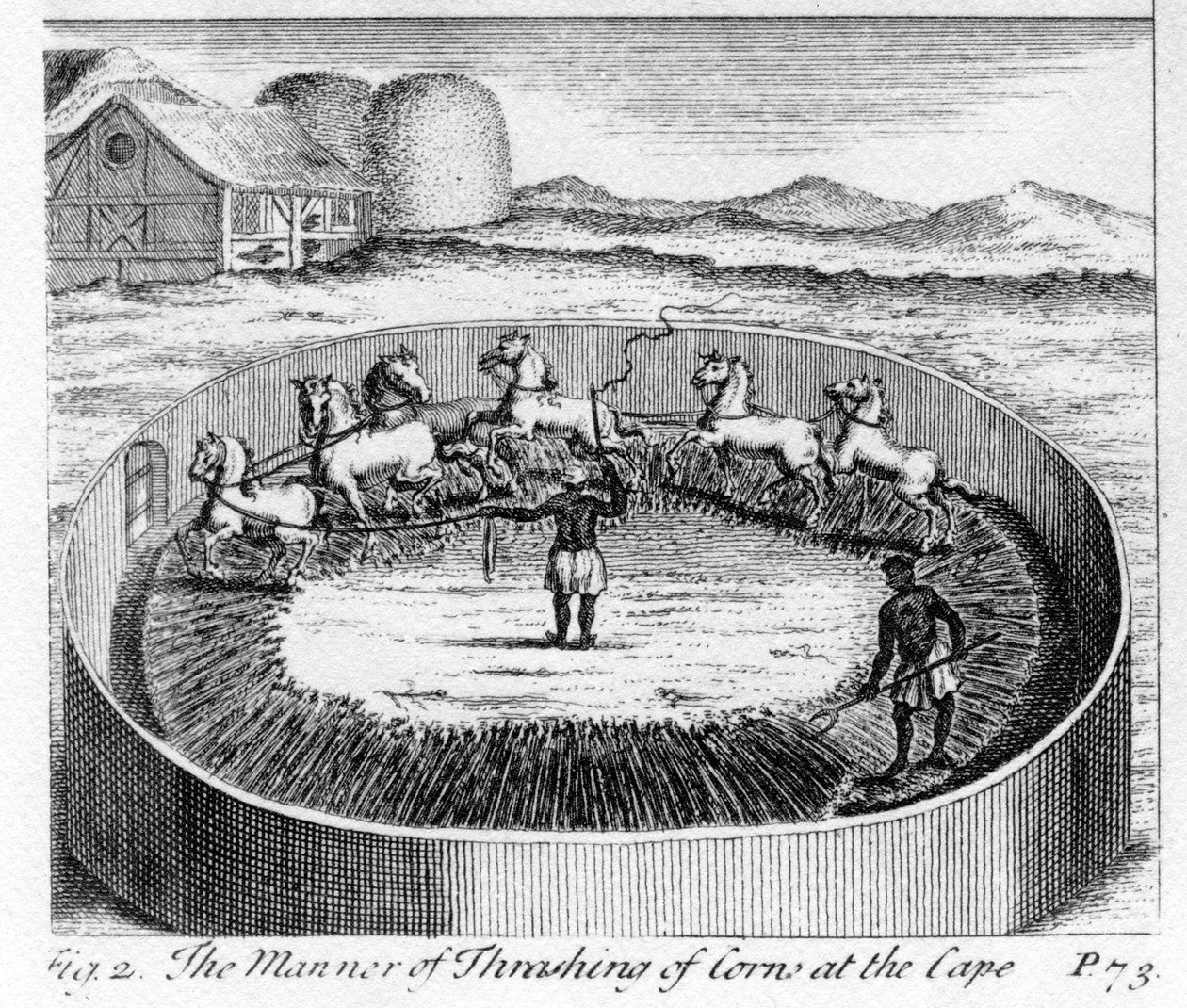 The Manner of Thrashing of Corn at the Cape, illustration from 