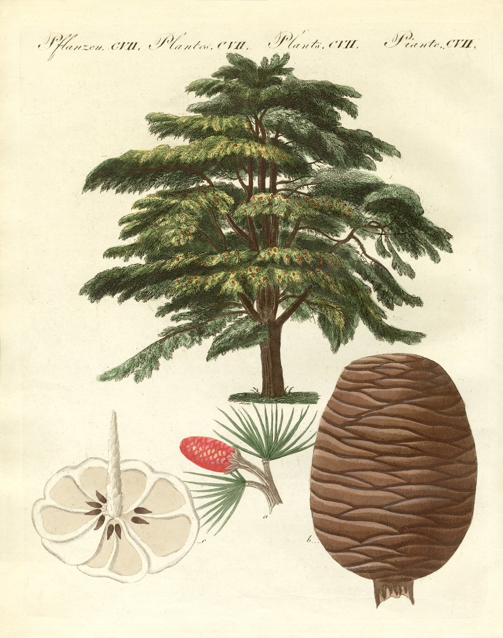 The cedar from Lebanon by German School