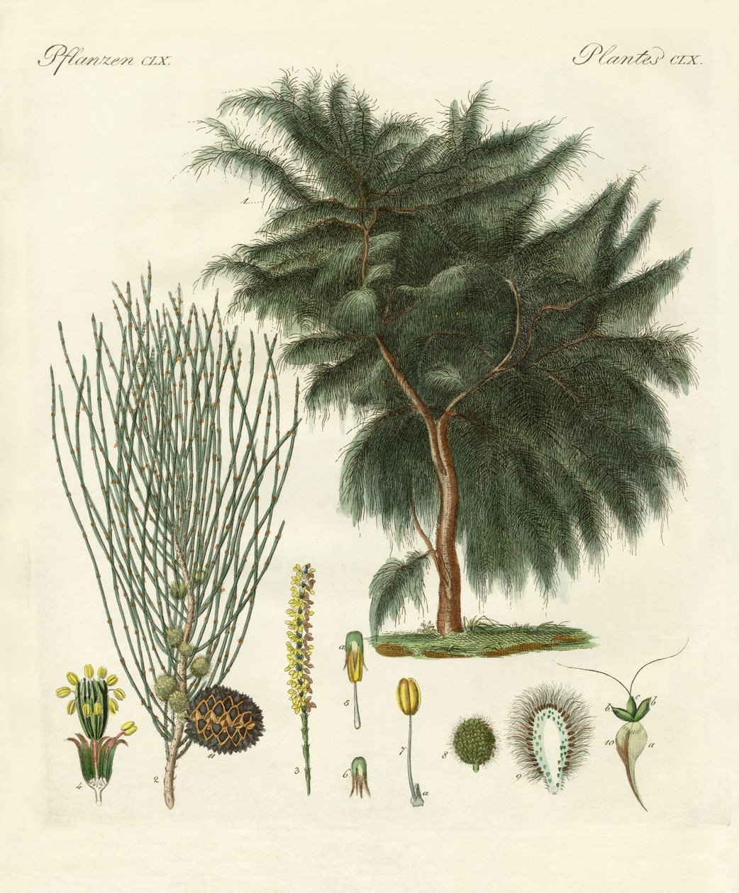 The Four-Flapped Casuarina by German School