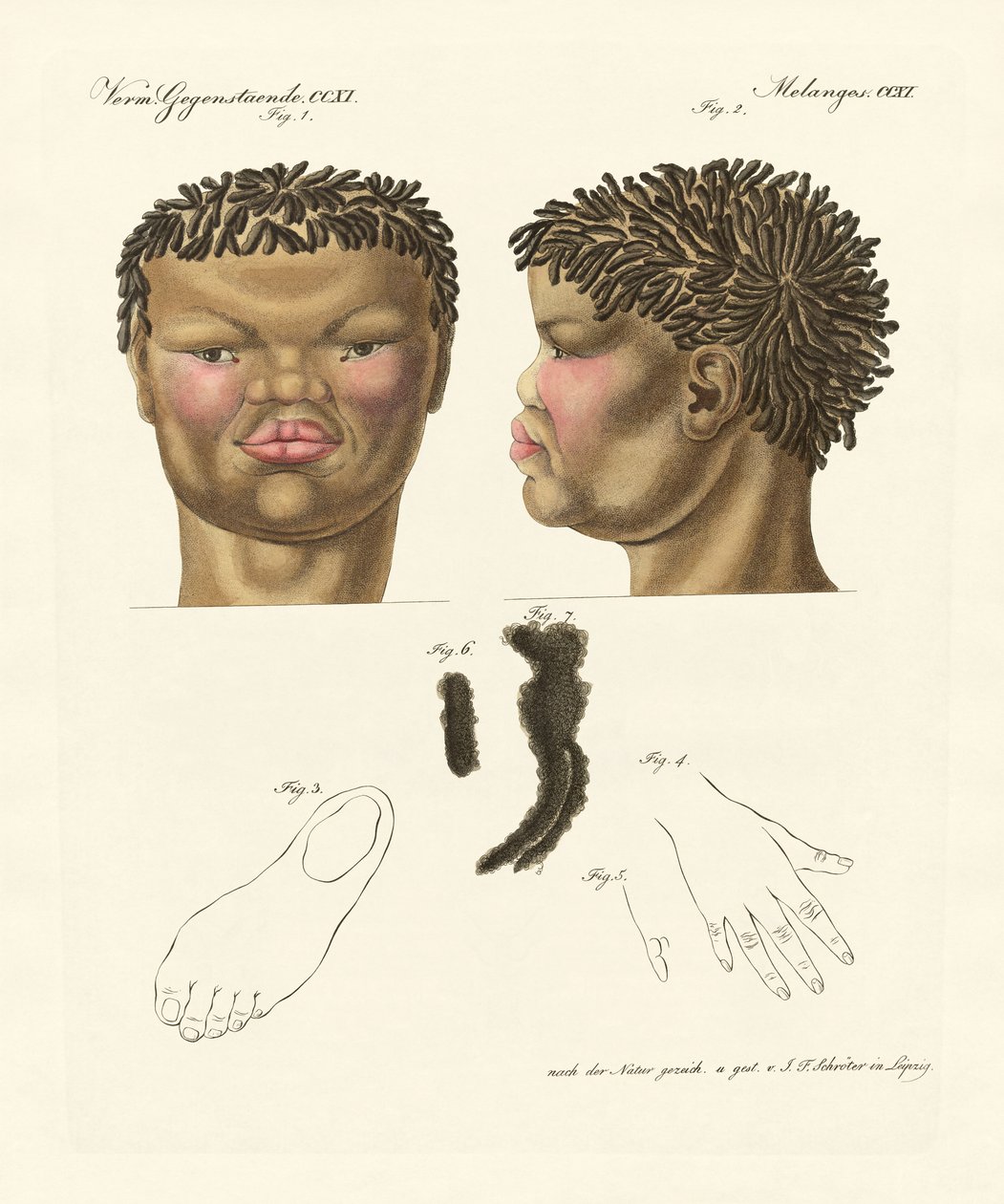 The hottentot or bushman (coloured engraving) by German School