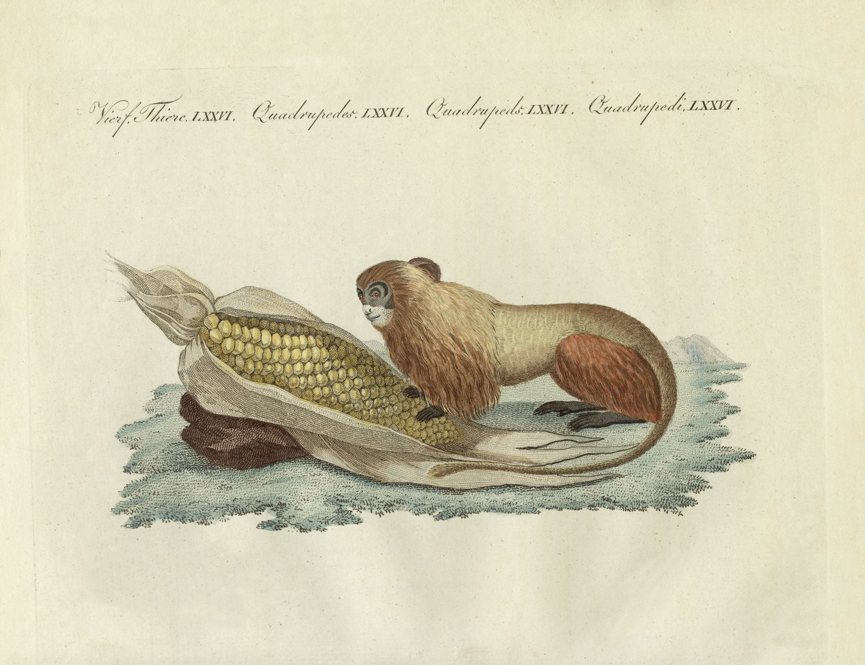 The lion-monkey by German School