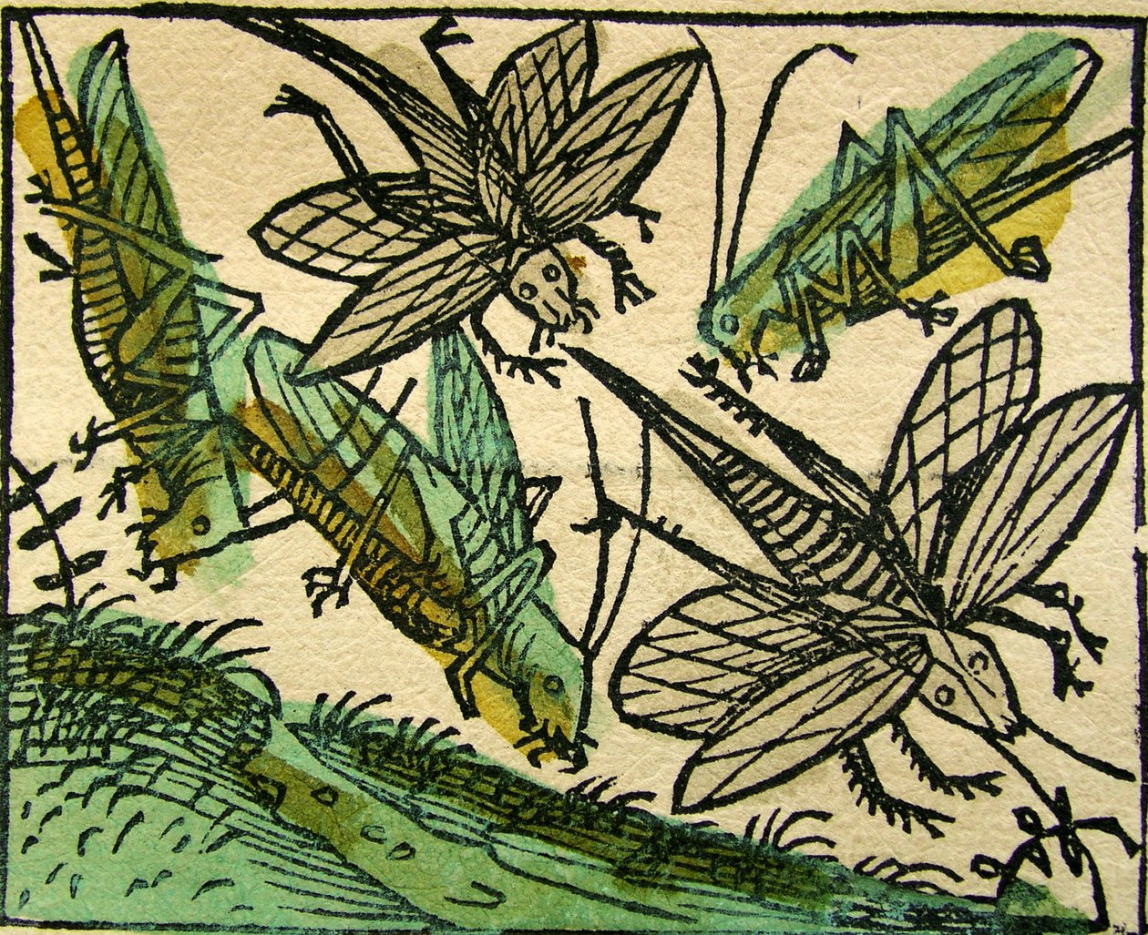 The Plague of Locusts by German School