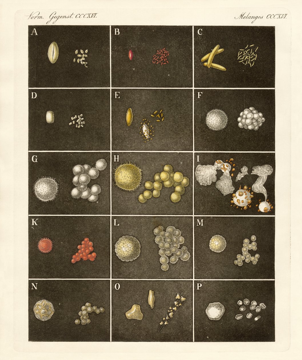 The Pollen of Plants by German School