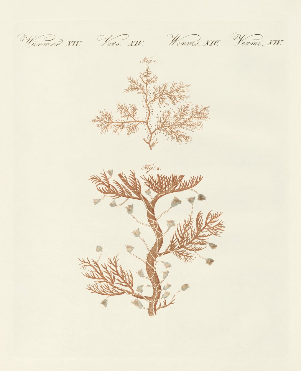 The Winding Sertularia or Base Coralline by German School