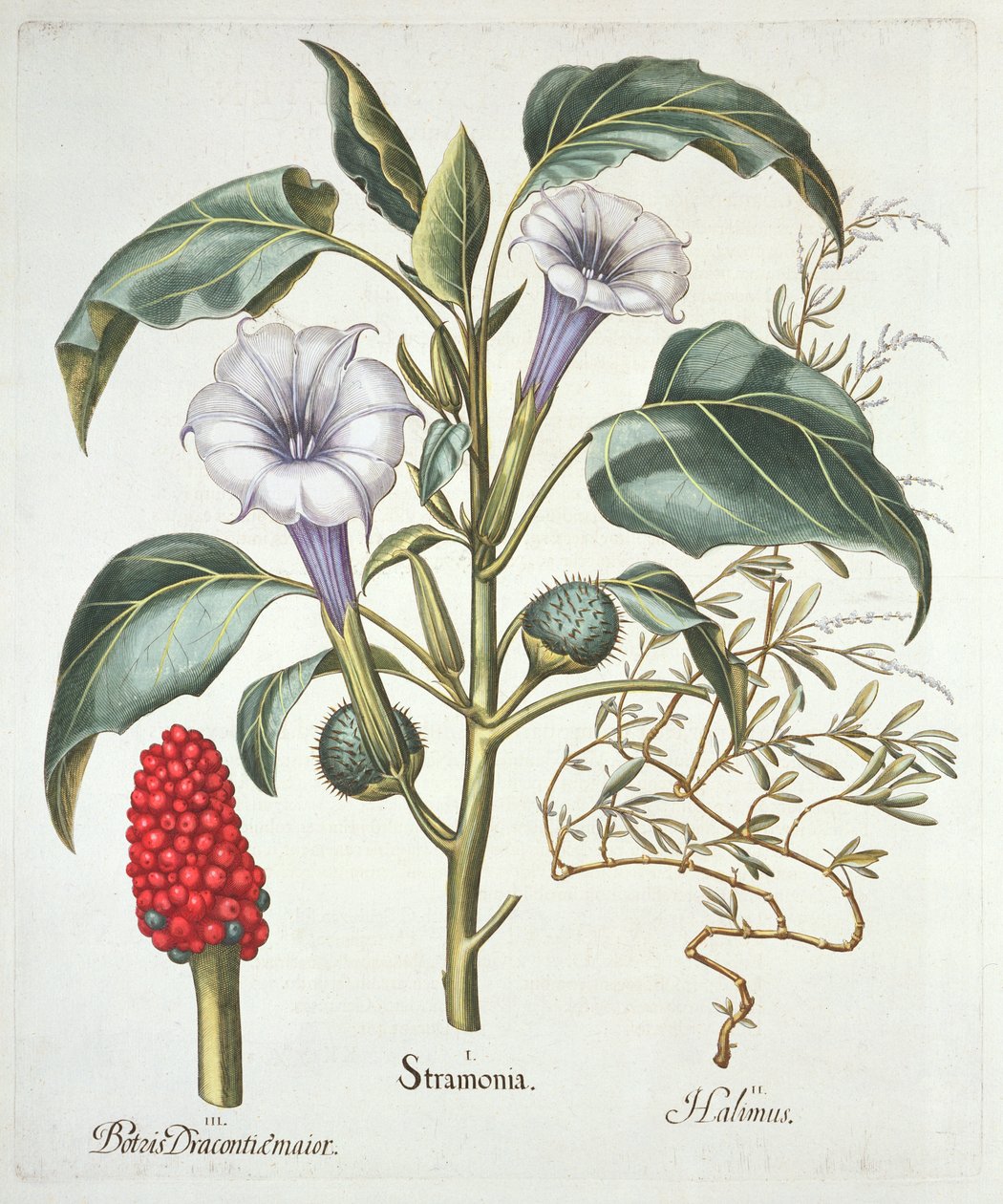Thorn Apple, from the Hortus Eystettensis by Basil Besler, pub. 1613 by German School
