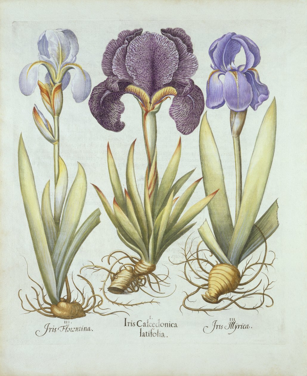 Three Varieties of Rhizomatous Beardless Irises, from Hortus Eystettensis by German School