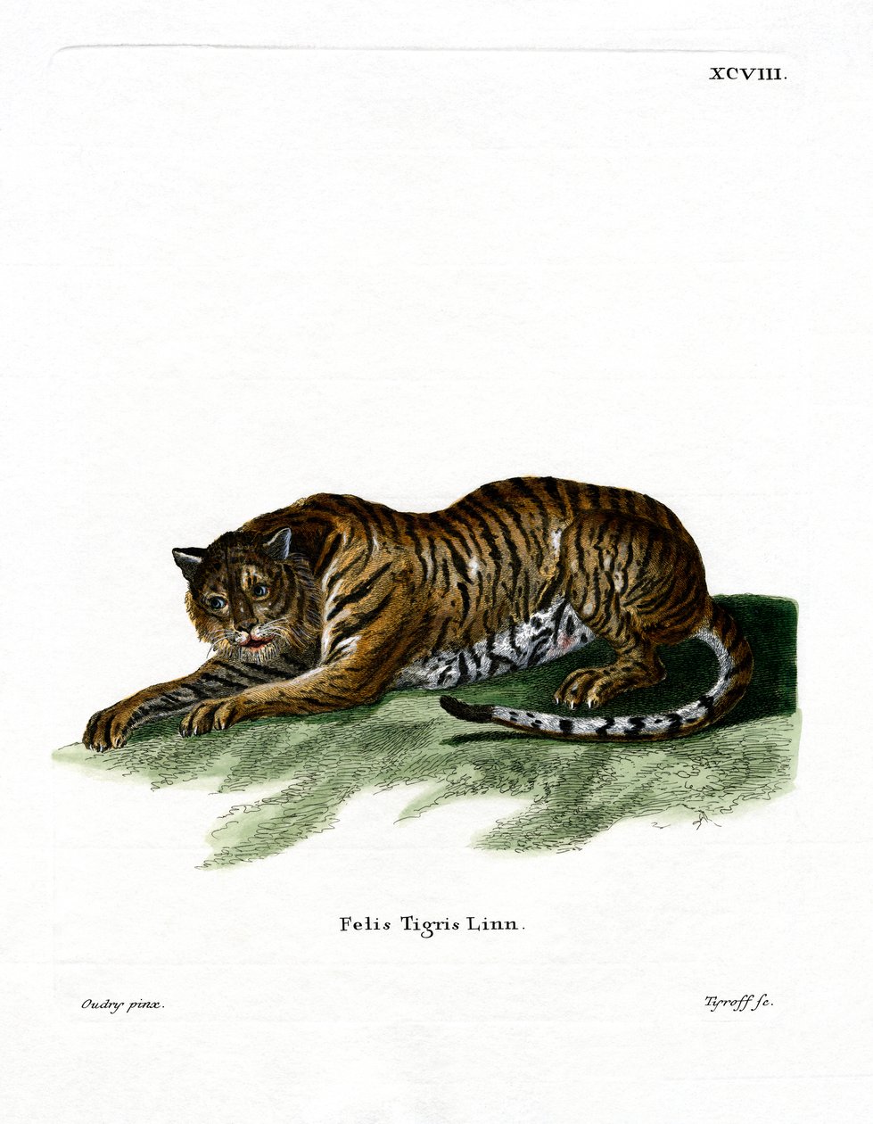 Tiger by German School