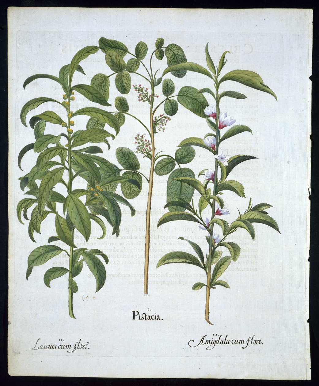 Pistachio Nut, Bay Tree (Laurus Nobilis), and Almond, plate 6 from Hortus Eystettensis by Basil Besler, pub. 1613 by German School