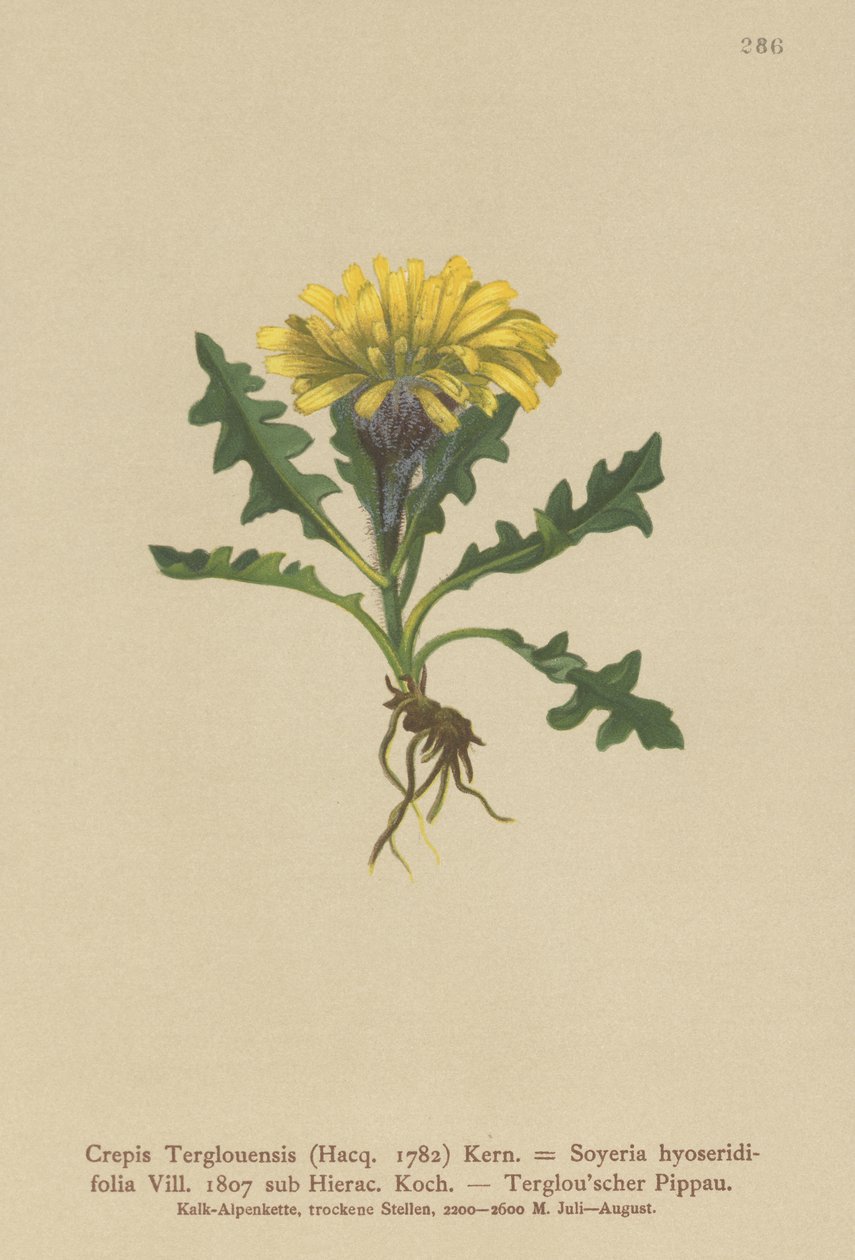 Triglav Hawksbeard by German School
