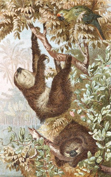 Two-Toed Sloth, Plate from 'Brehms Tierleben: Allgemeine Kunde des ...