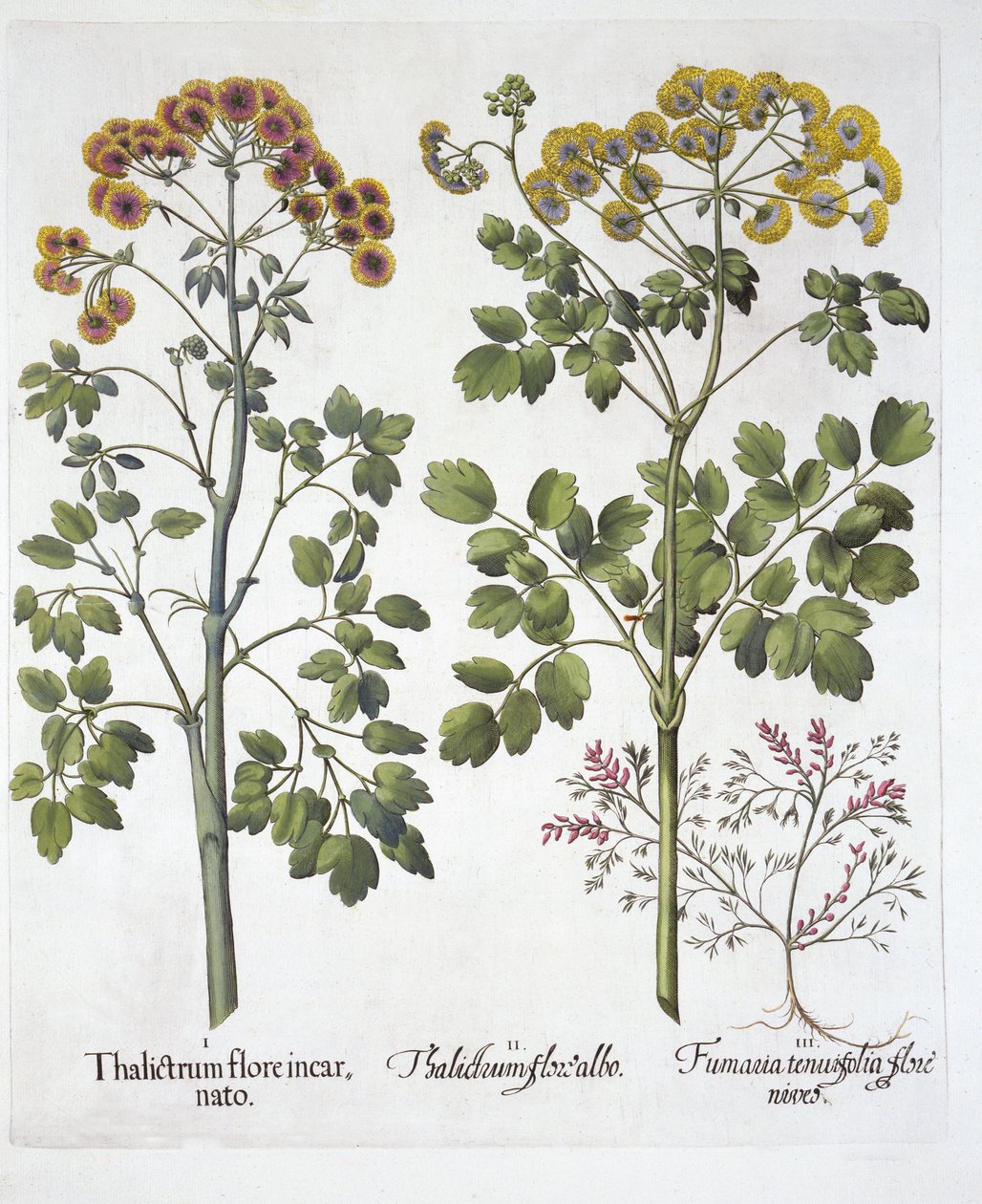 Two Kinds of Meadow Rue and Fumewort, from Hortus Eystettensis by German School