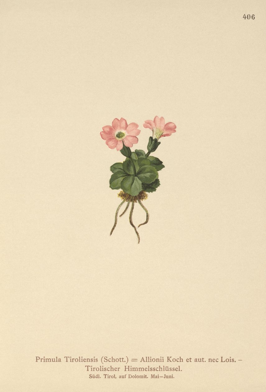 Tyrolean Primrose by German School