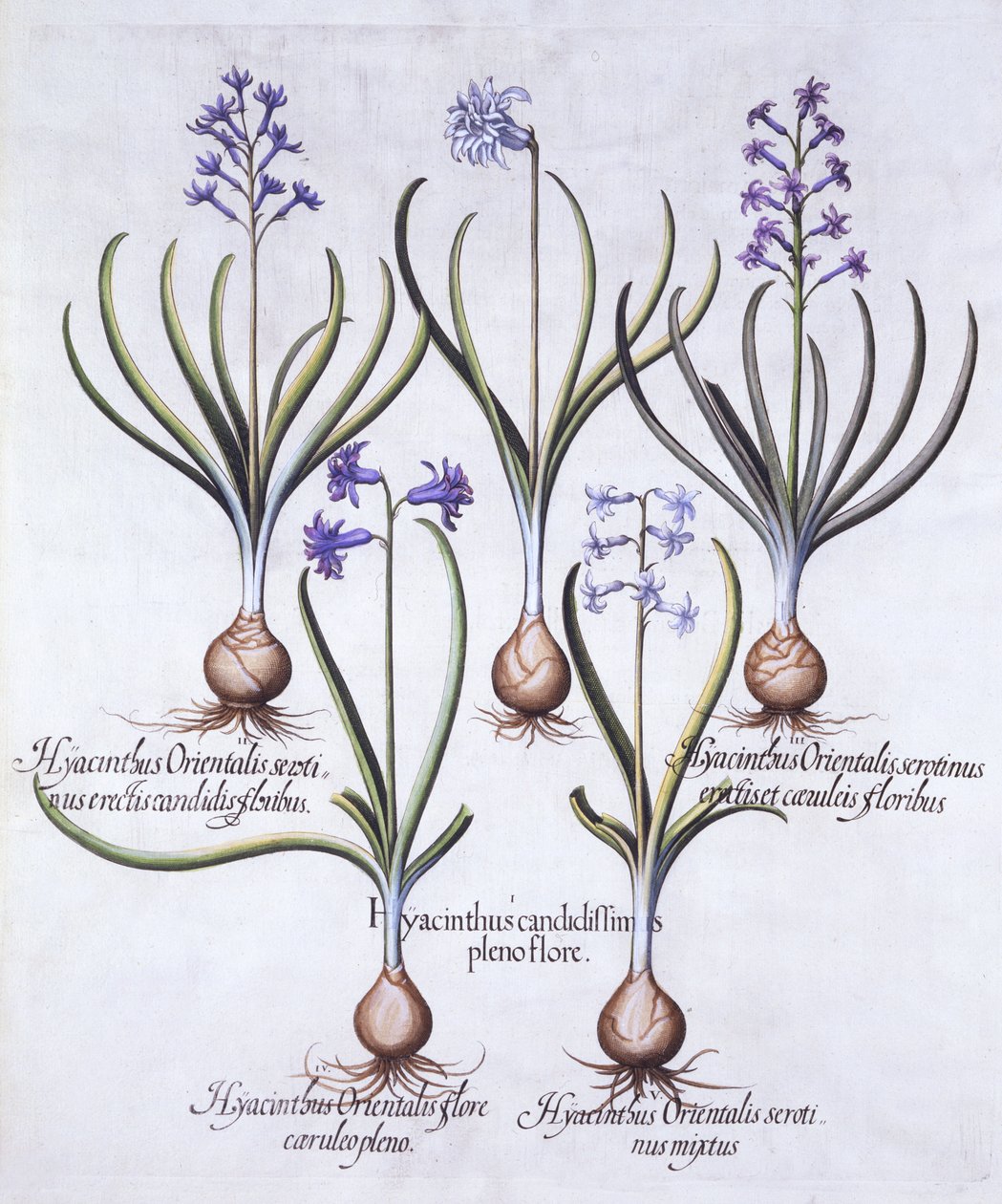 Varieties of Hyacinth with Bulb, from Hortus Eystettensis by German School