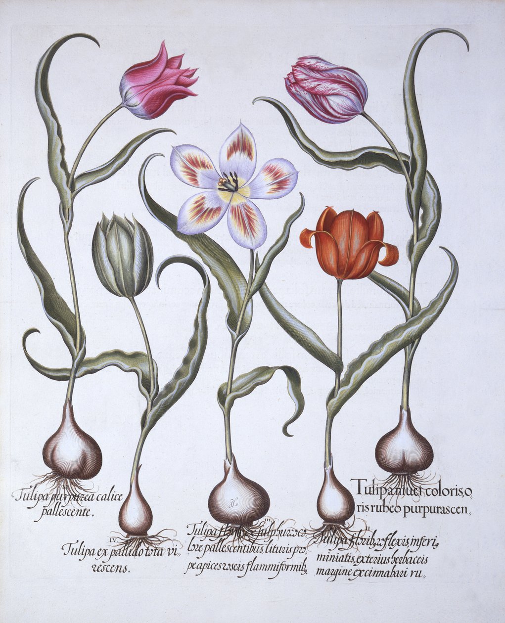 Varieties of Tulip, from Hortus Eystettensis by German School