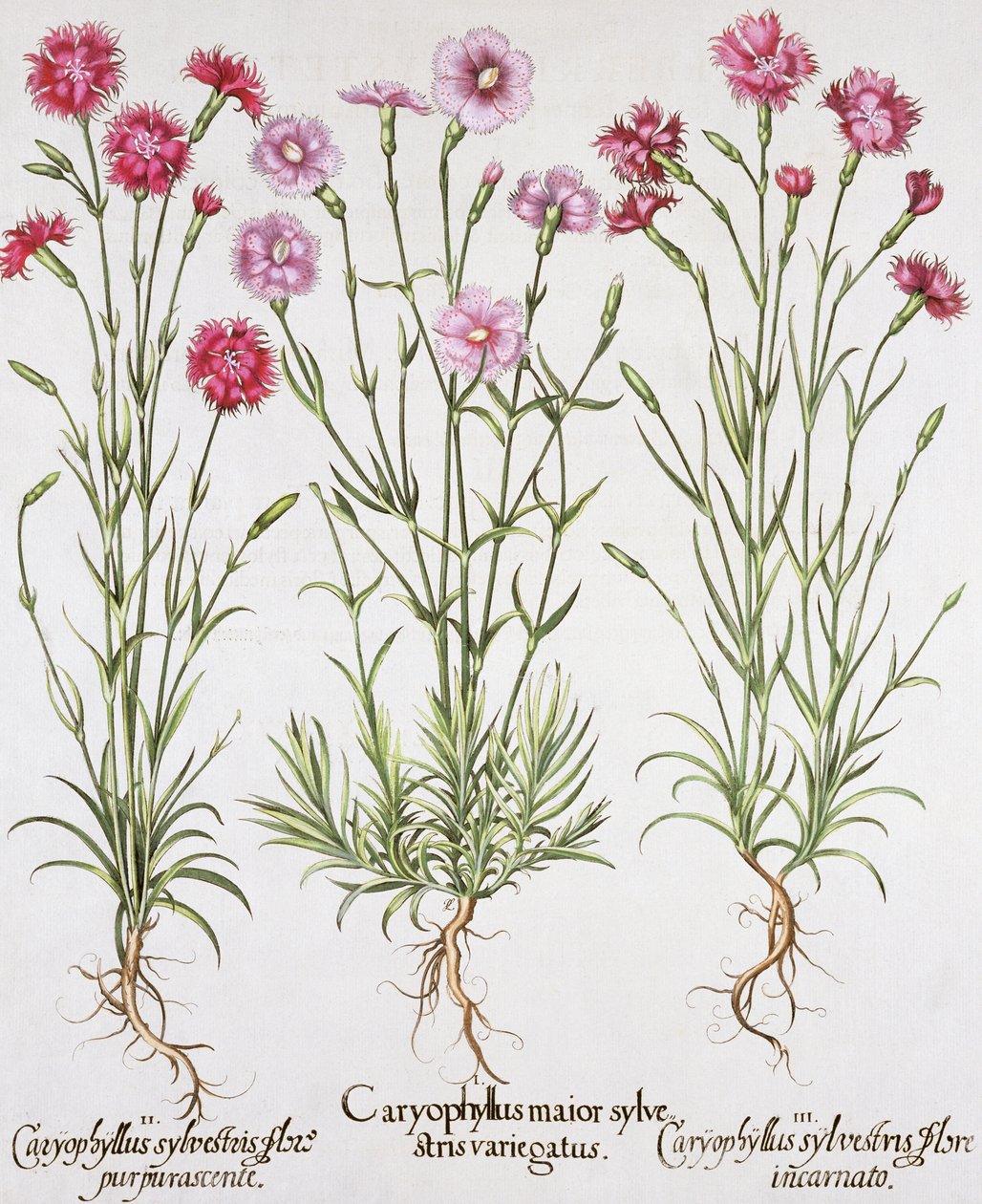 Various varieties of Dianthus, from the Hortus Eystettensis by Basil Besler, pub. 1613 by German School