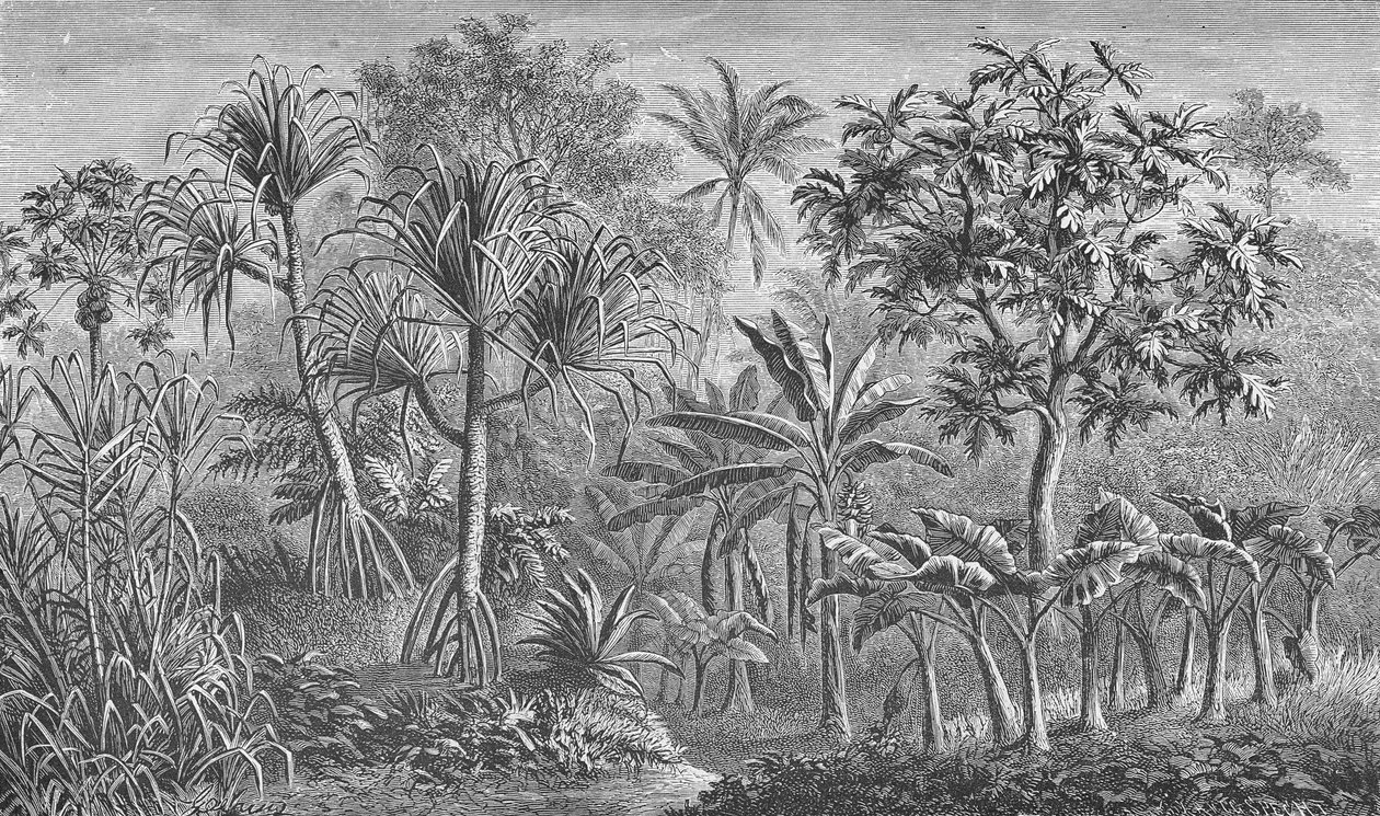 Vegetation in India by German School