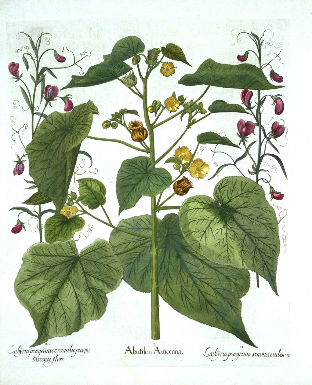 Velvetleaf and Sweet Peas, from Hortus Eystettensis by German School