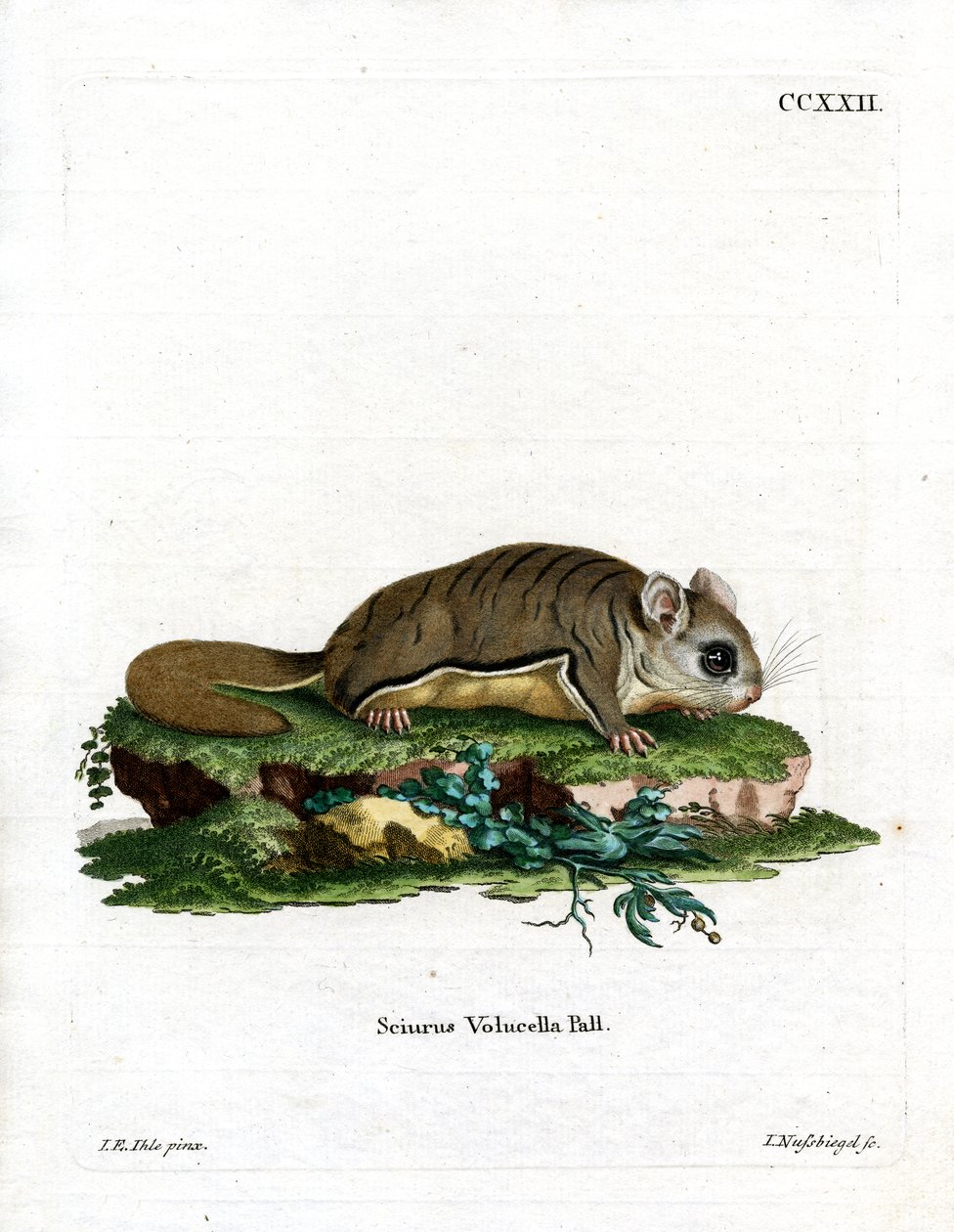 Virginian Flying Squirrel by German School