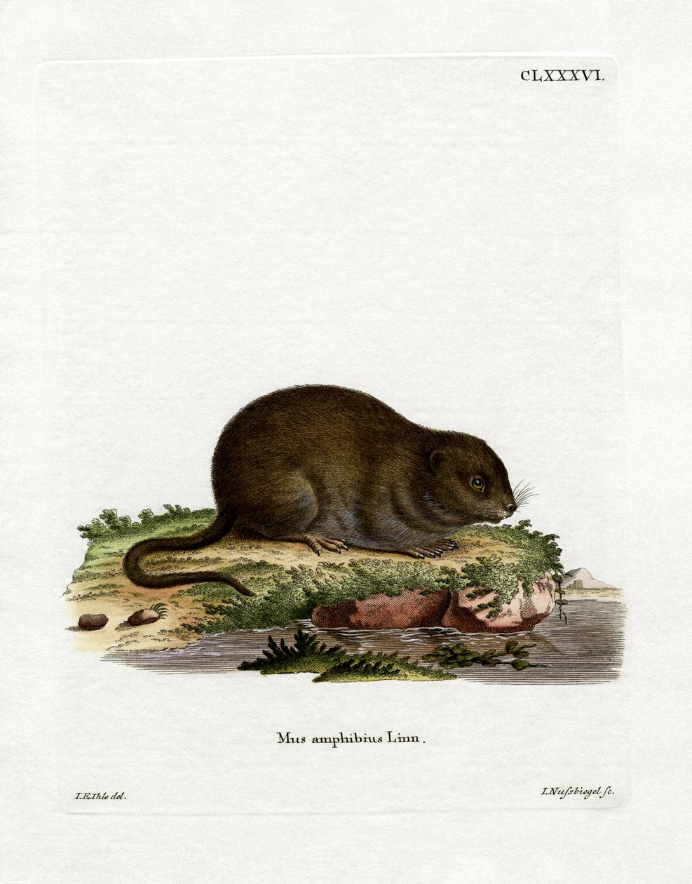 Water Rat by German School