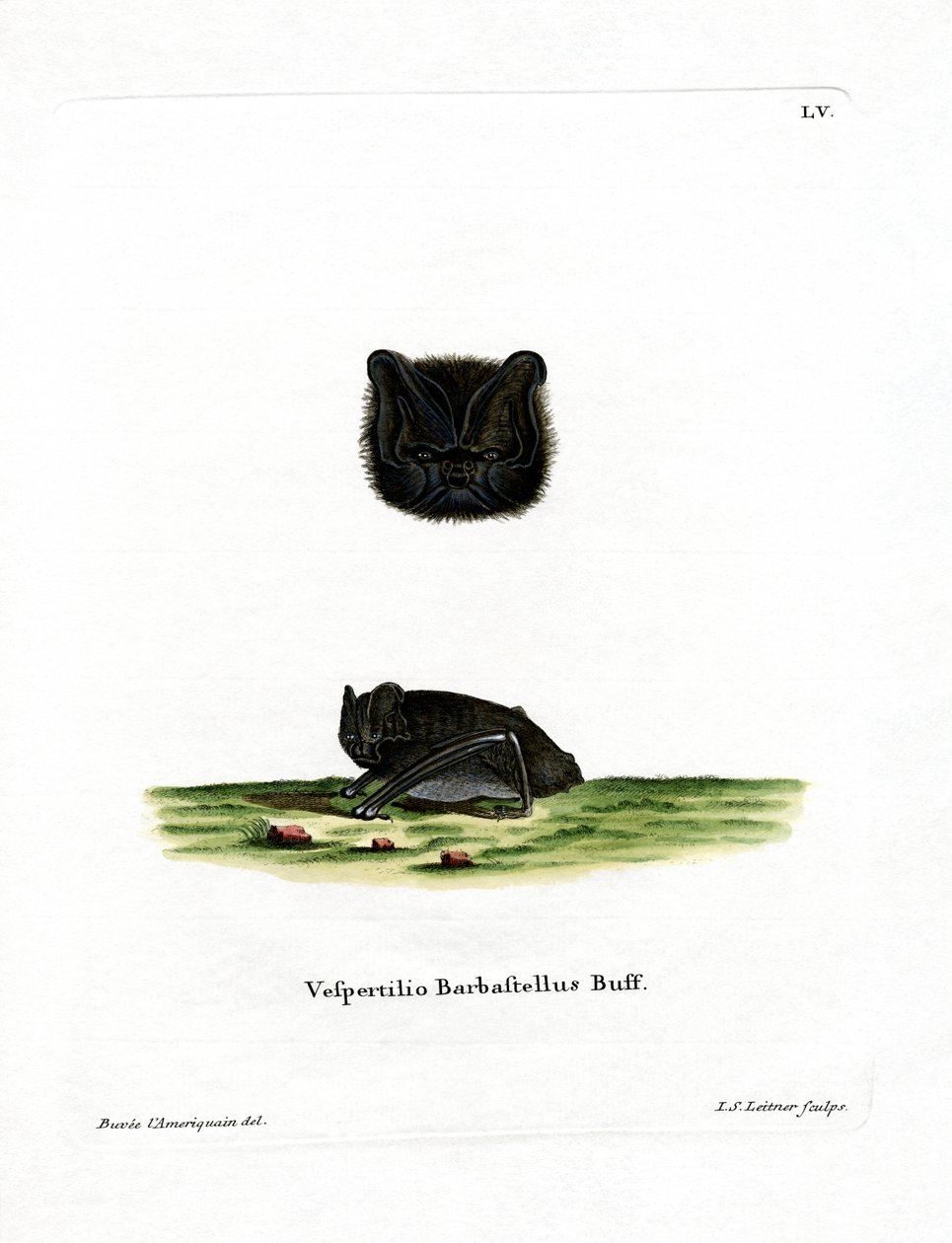Western Barbastelle by German School