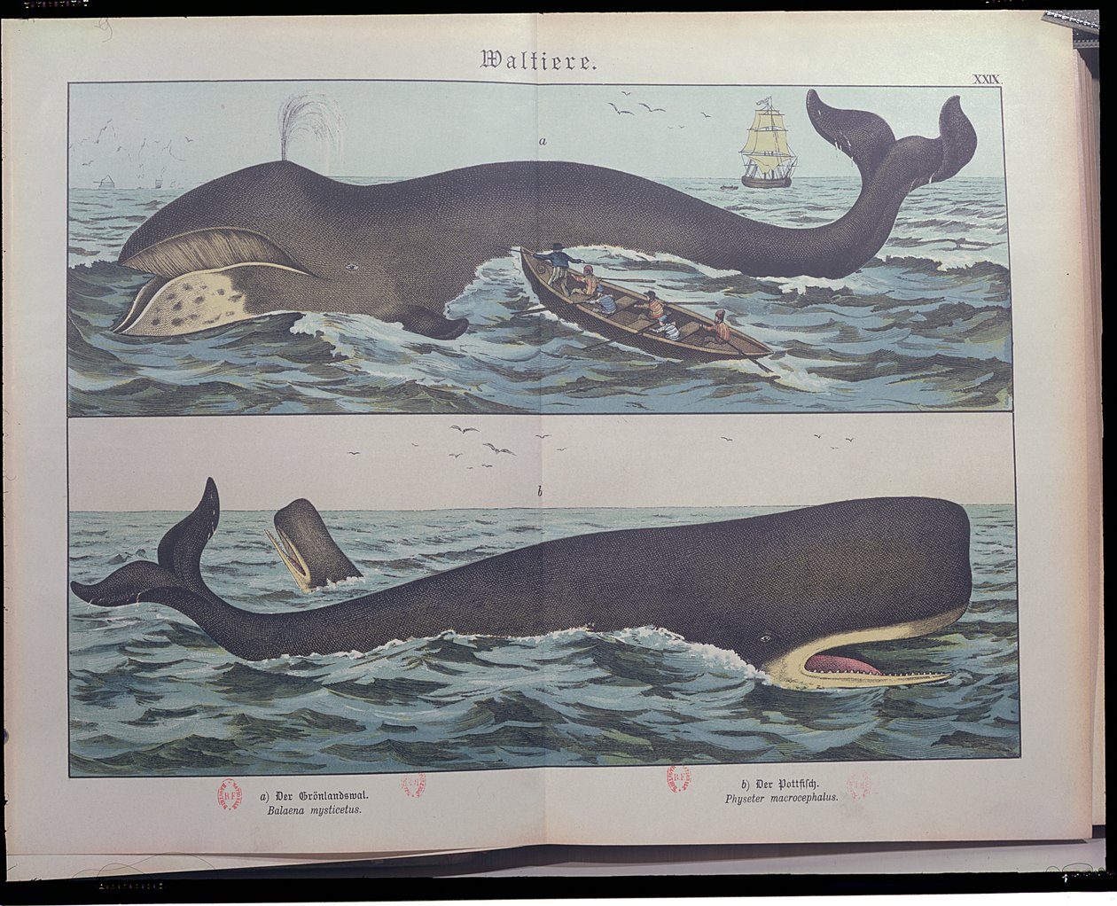 Whaling and Sperm Whale, from Natural History of Mammals by Gotthelf Heinrich von Schubert, published in Stuttgart, 1886 by German School