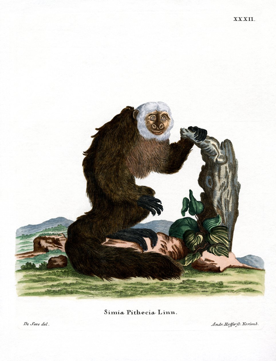 White-faced Saki by German School