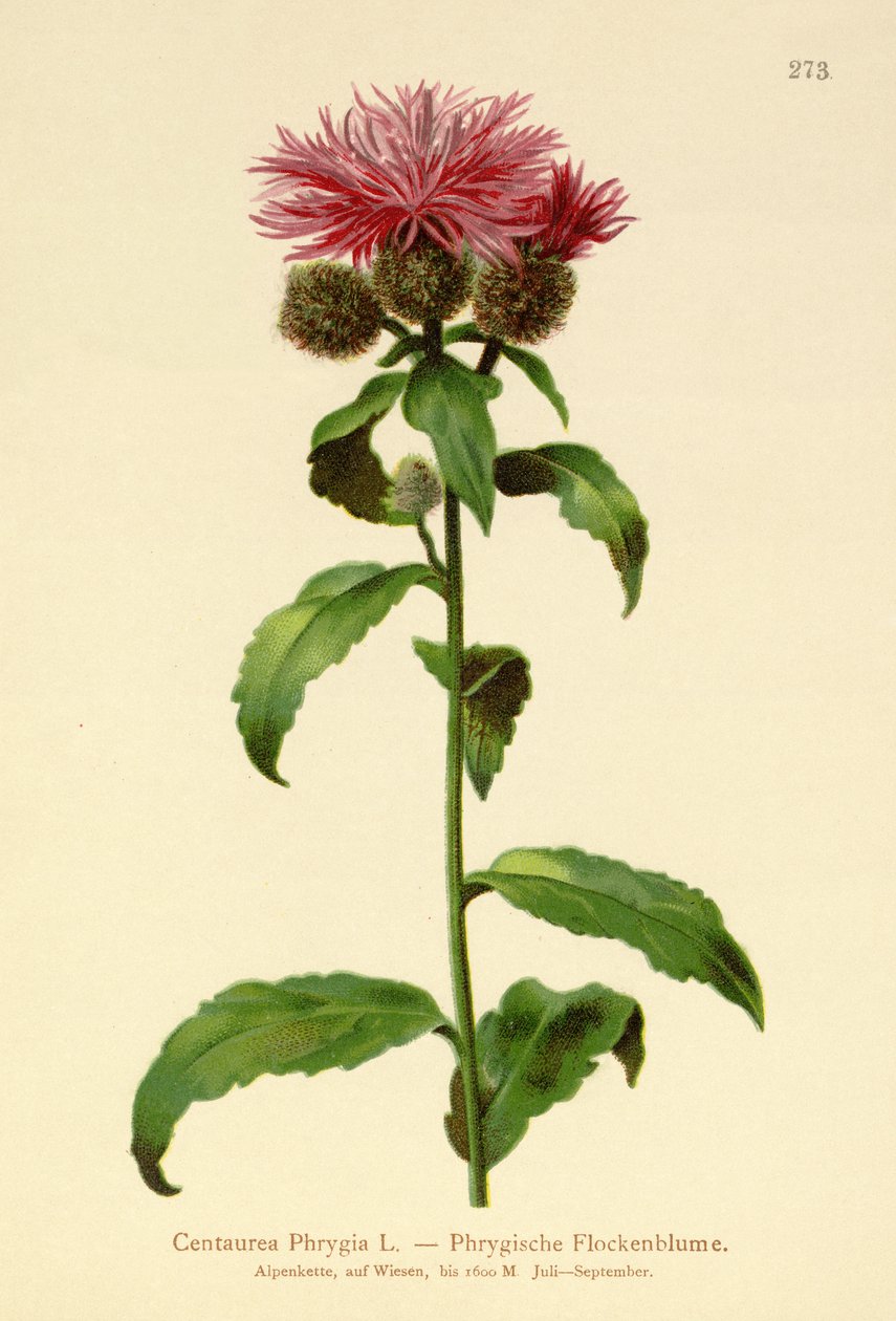 Wig Knapweed by German School