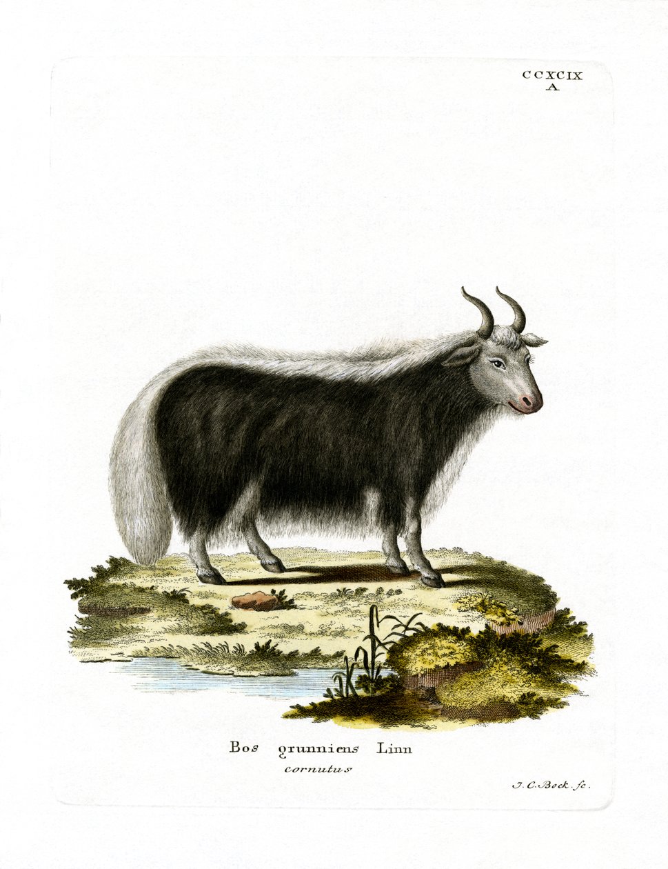 Yak by German School