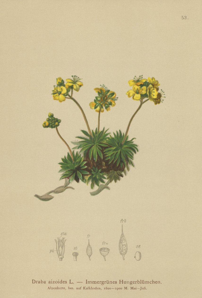 Yellow Whitlow-grass by German School