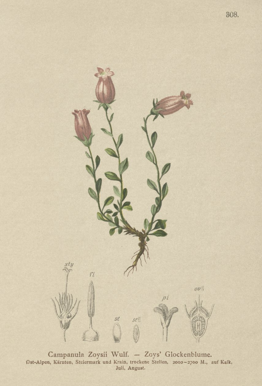 Zois Bellflower by German School