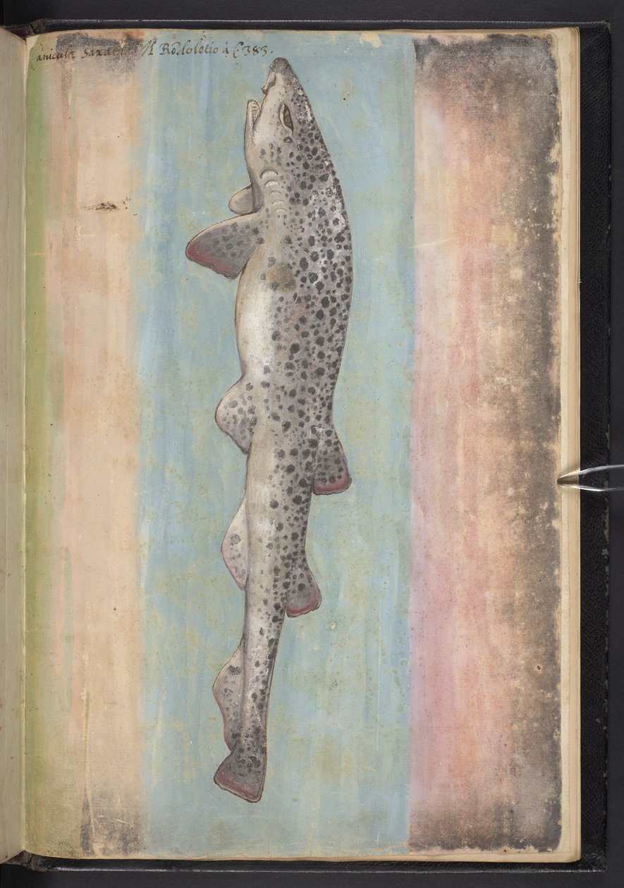 Fish, from 