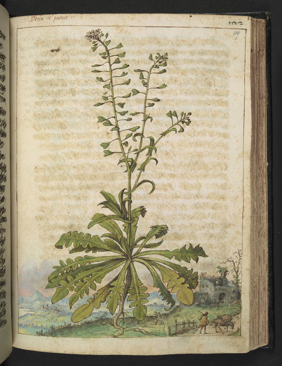 Capsella bursa-pastoris, from 'Paintings of Flora of the Roman States ...